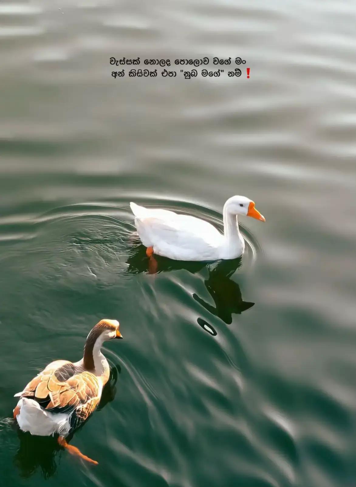 @Leo - ලියෝ