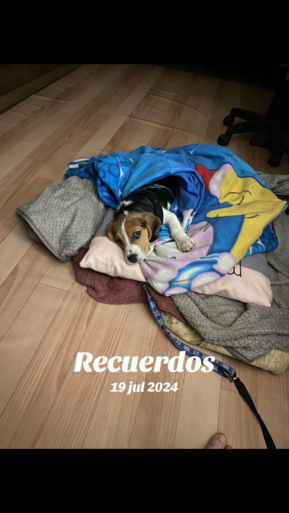 @Alexander Gaibor Dávila