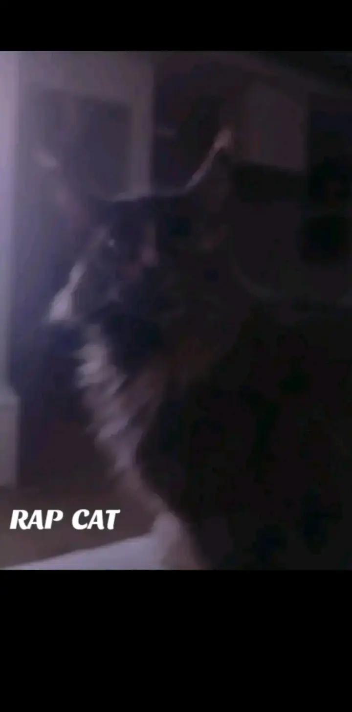 @RAP CAT
