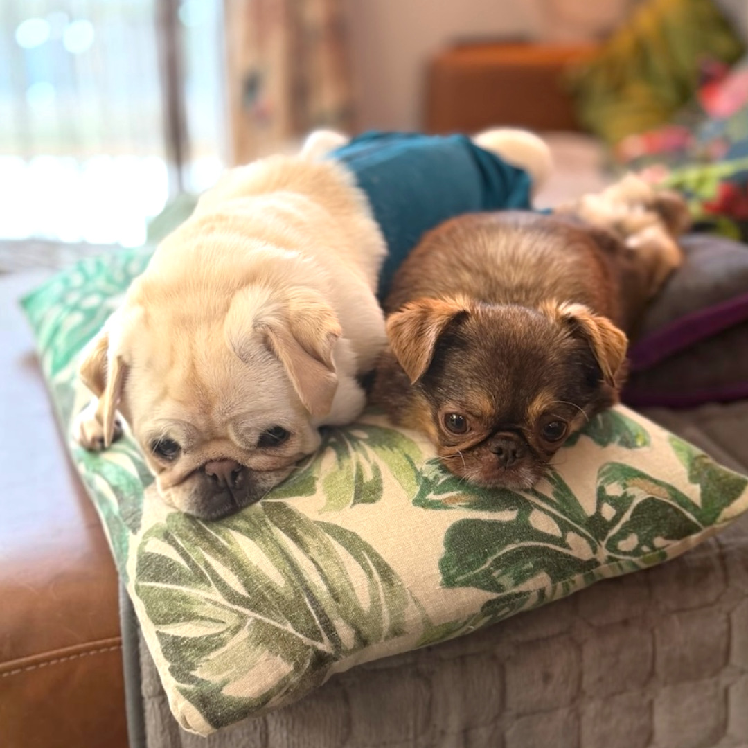 @ChilliThePug