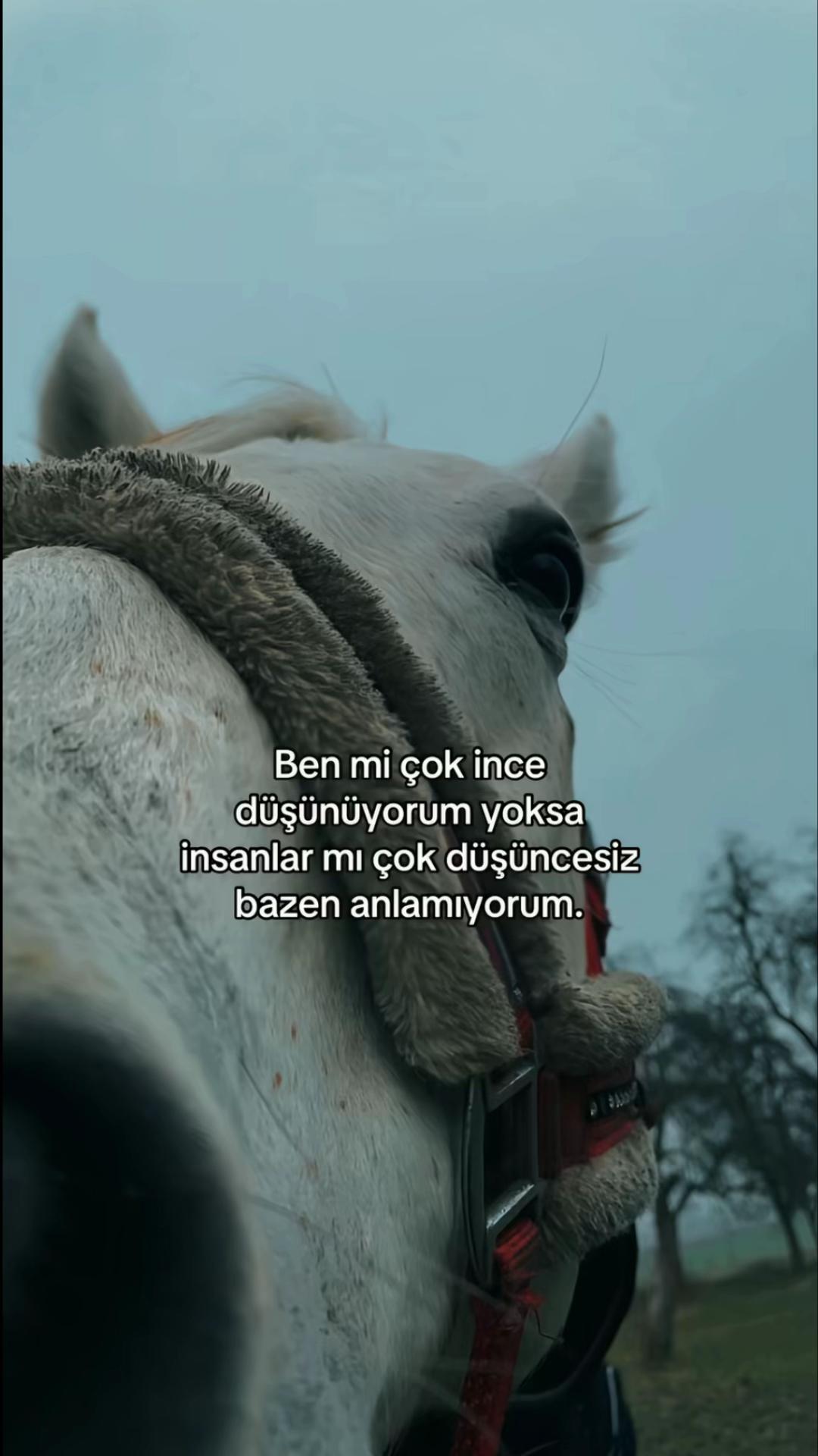 @BirCümleBirHis