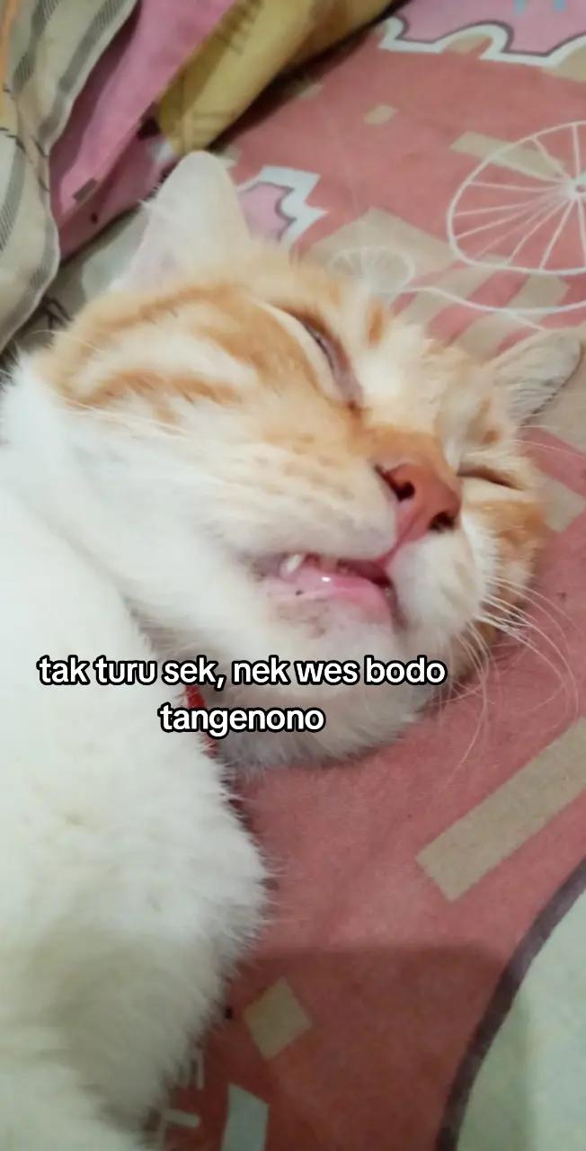 @mabokdarat