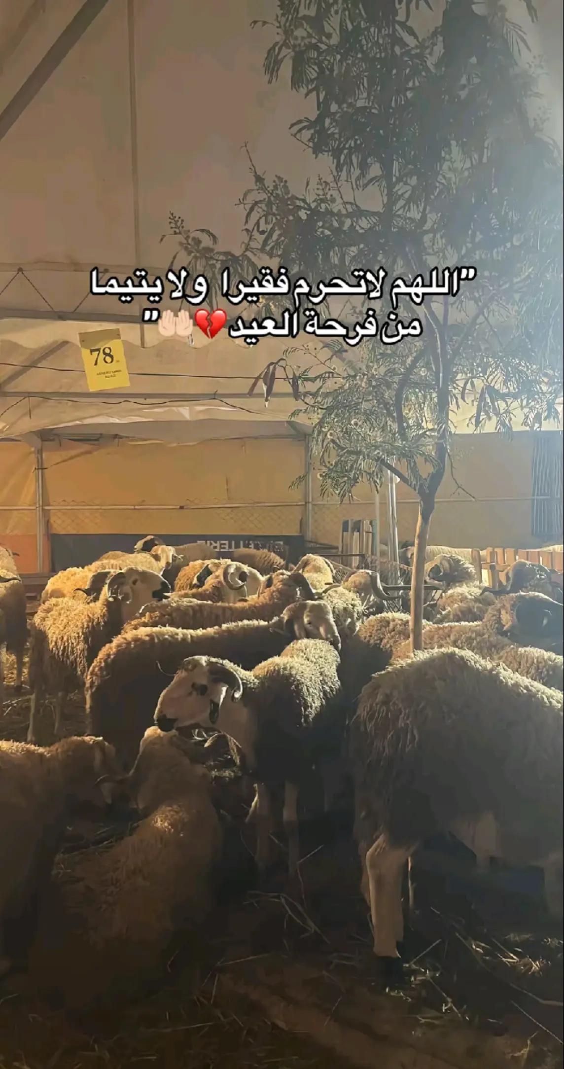 @طبيعية حياتي 🌸