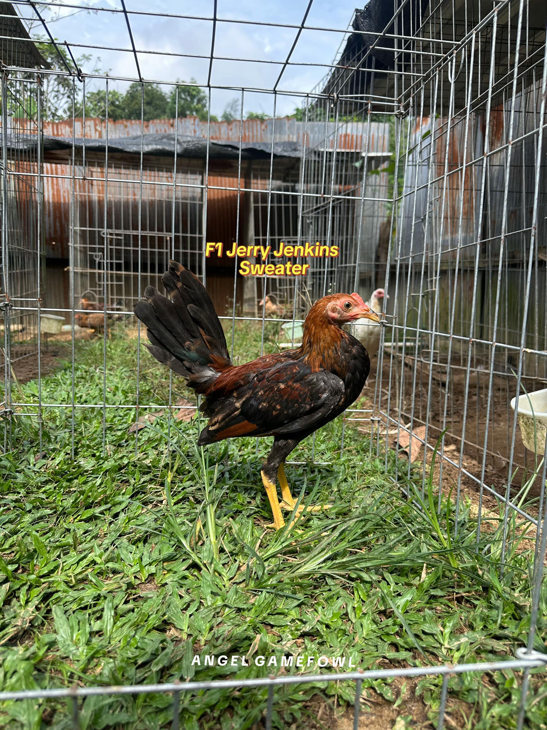 @angelsgamefowl88