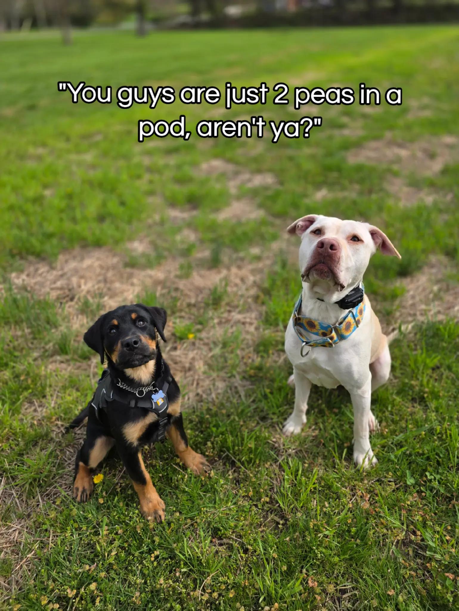 @Canine Wonders Training