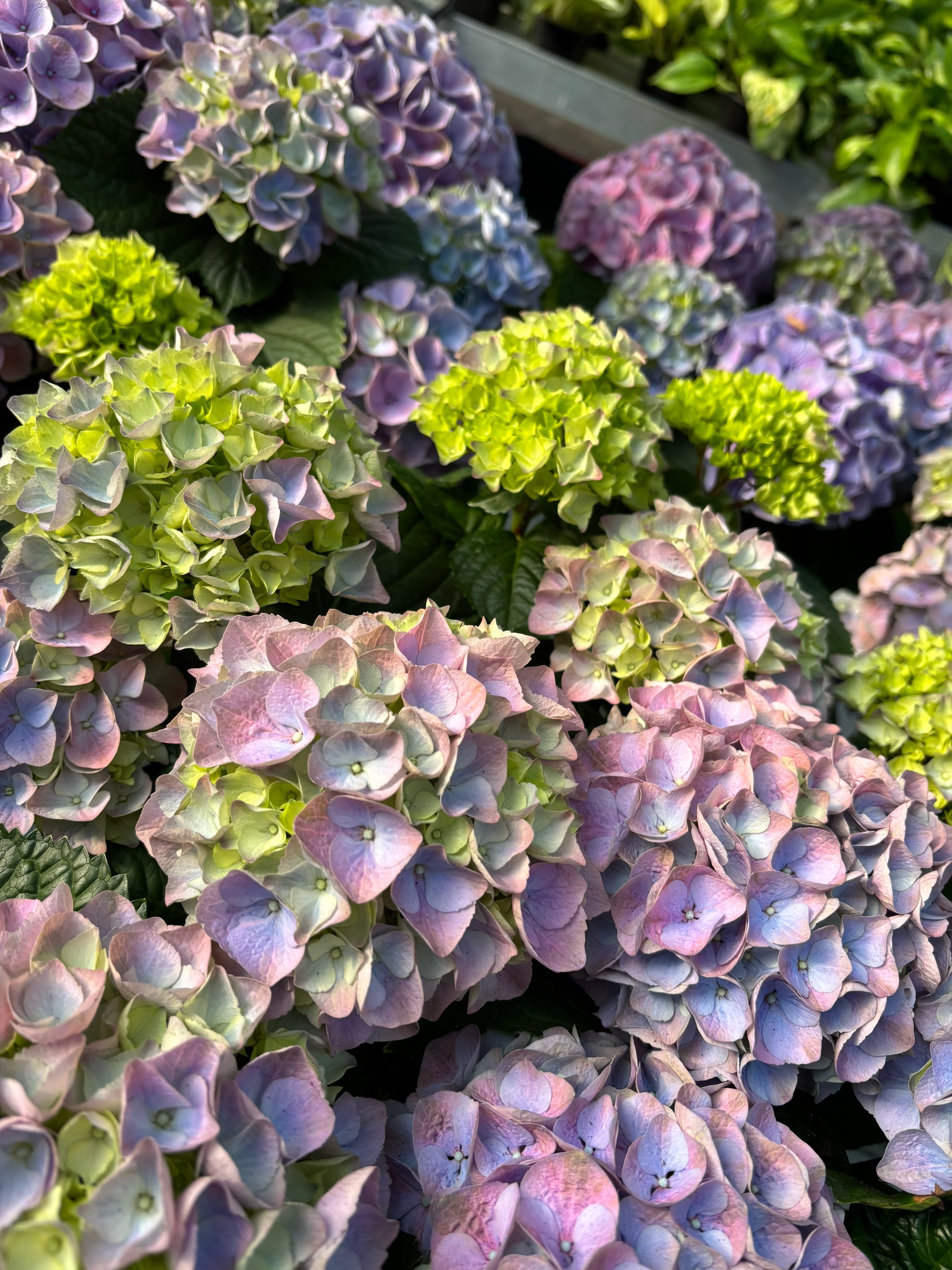 @JC Farm - Durham, CT