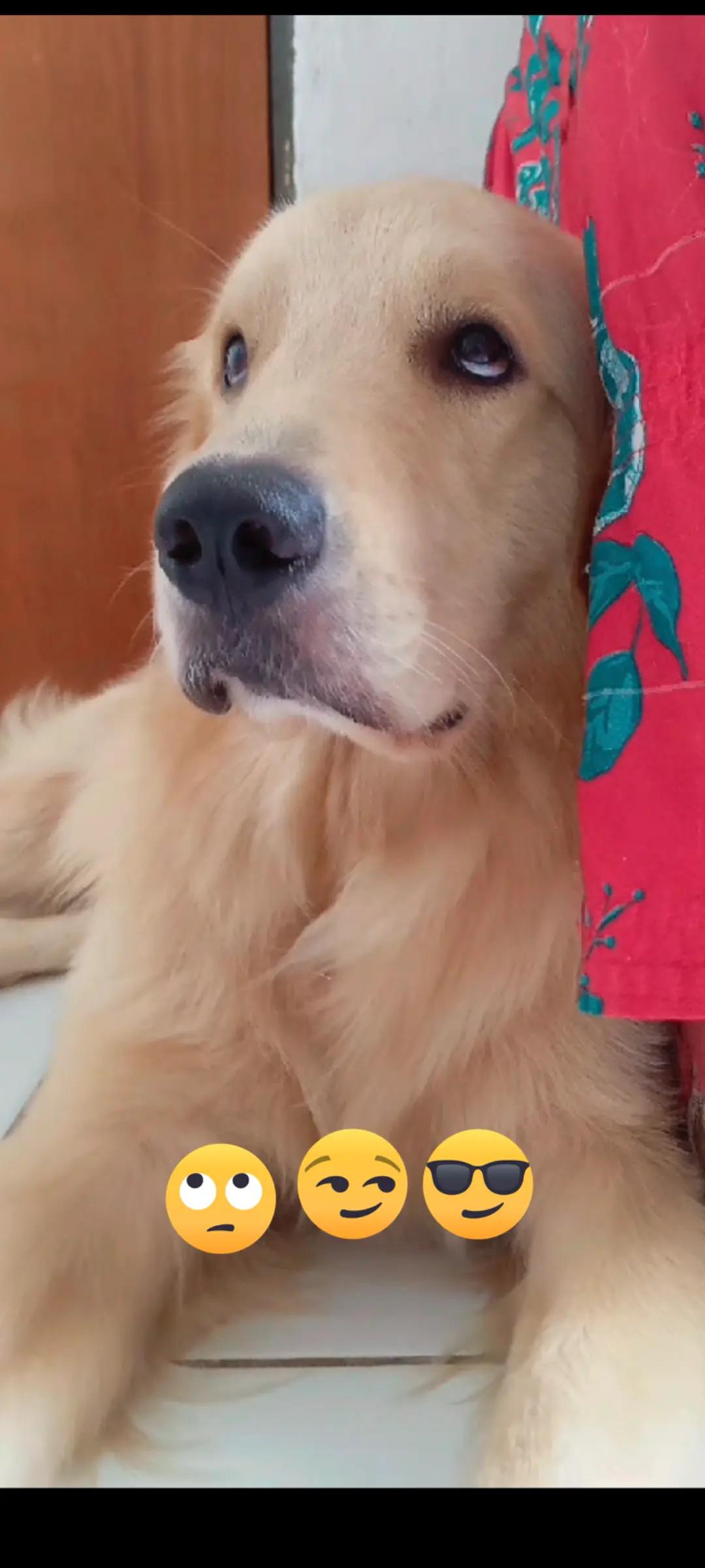 @kallen_villar e max o golden