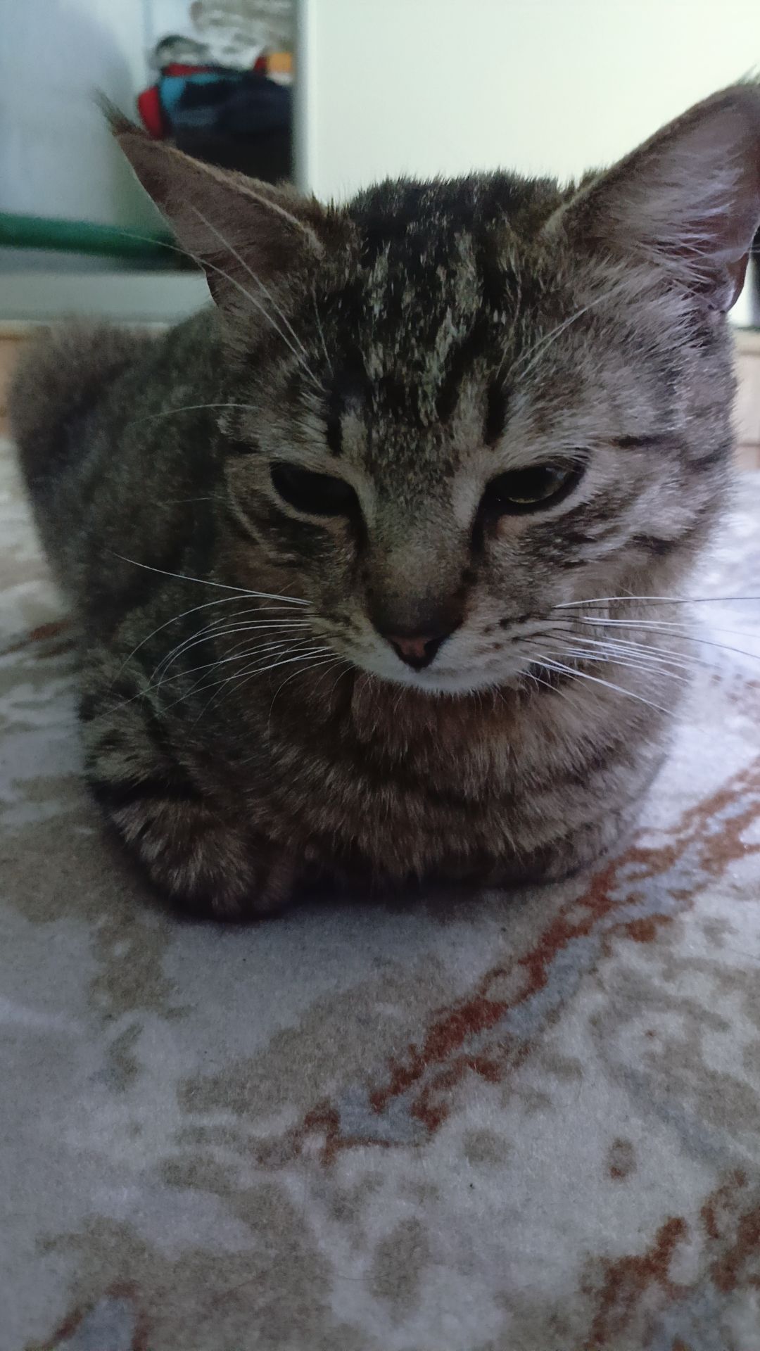@Кот тимофей