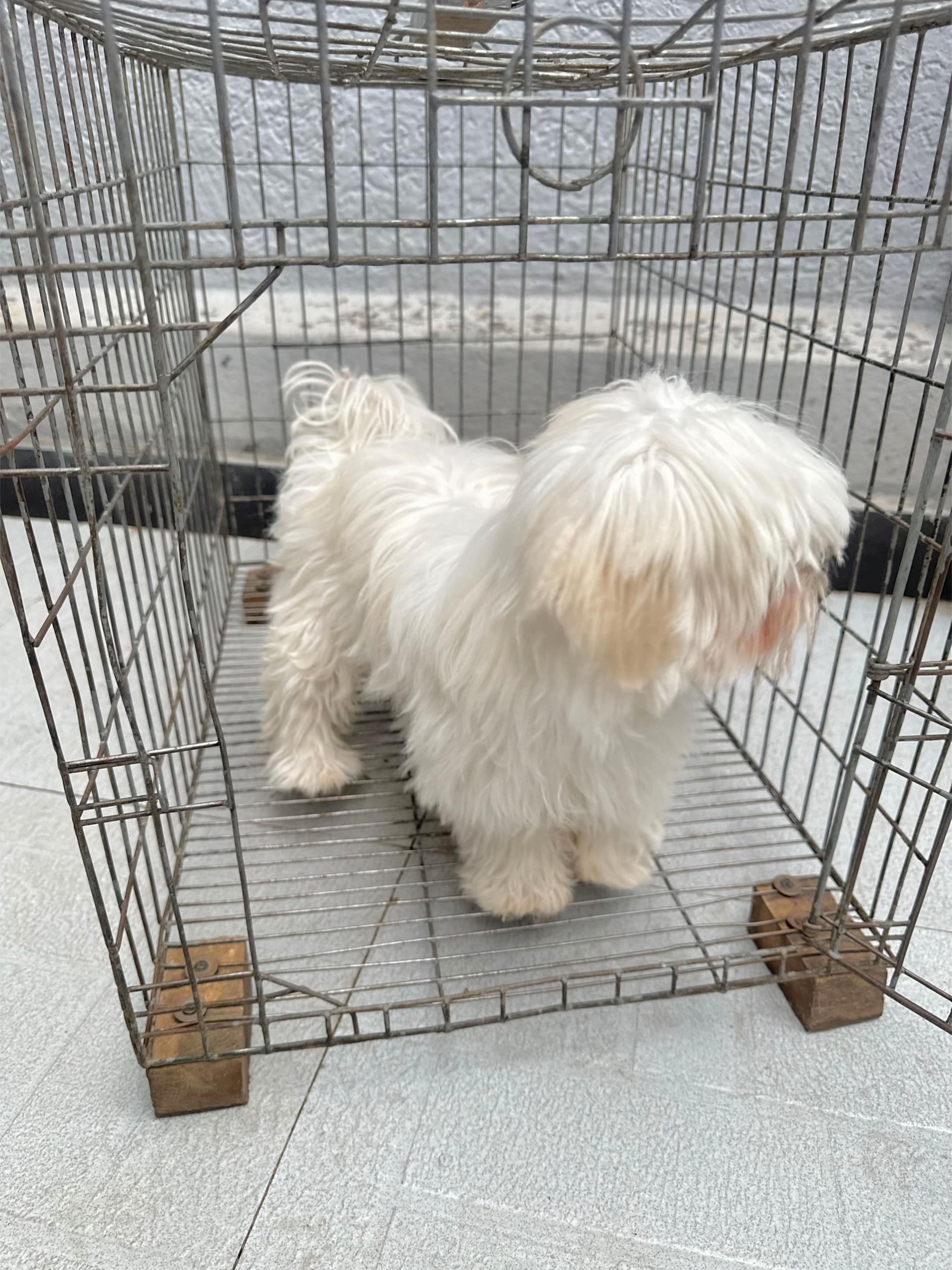 @KENNEL+๐พ