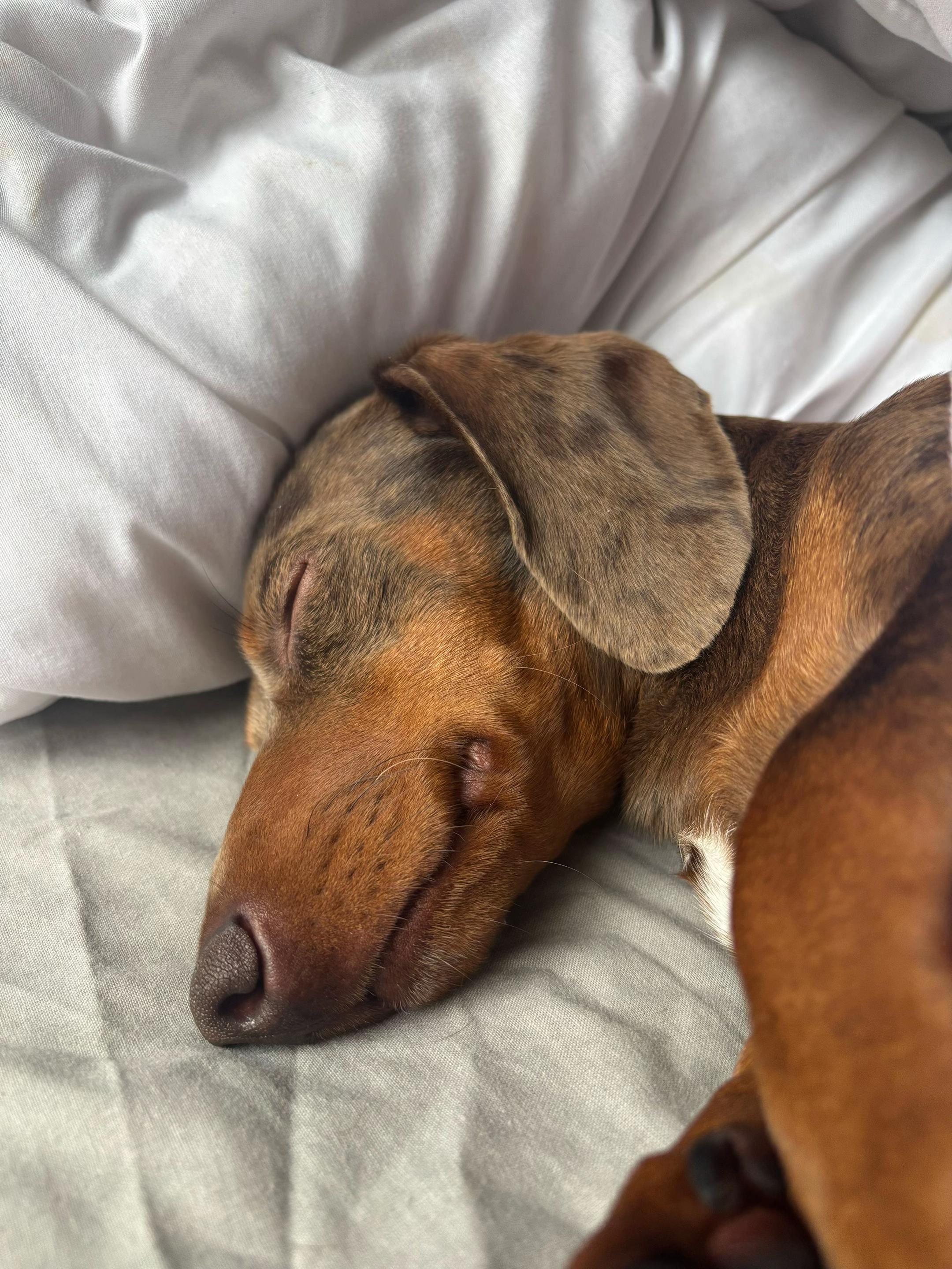 @marleythesausagedog