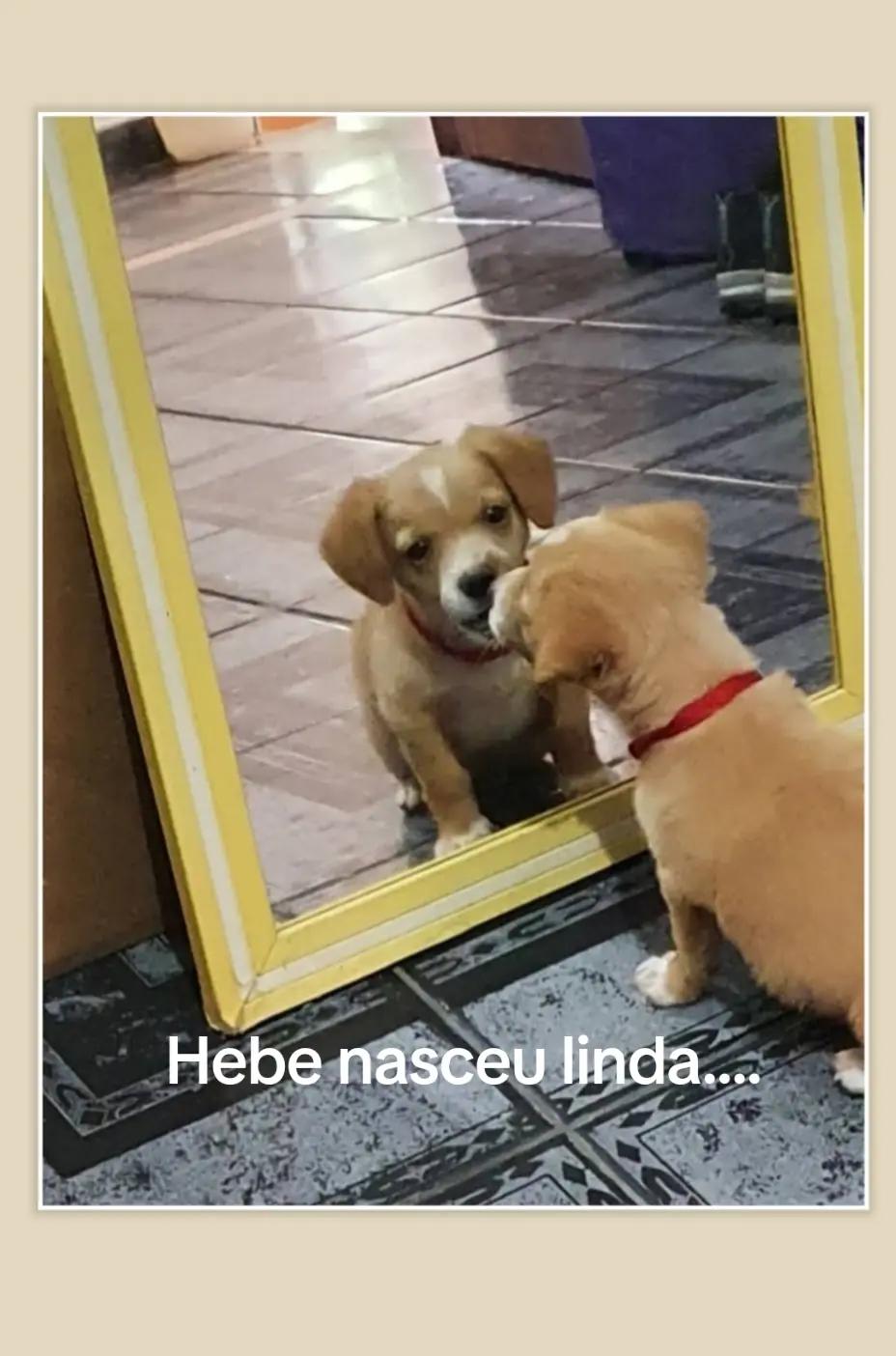 @hebe aurora