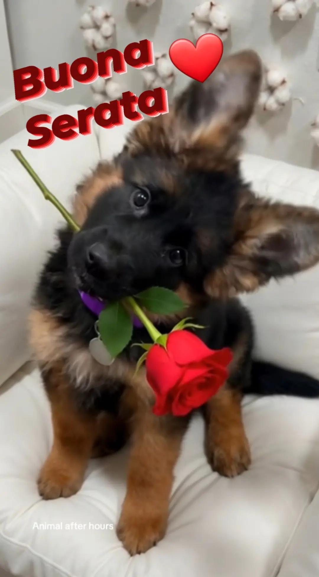 @stefanorossato111