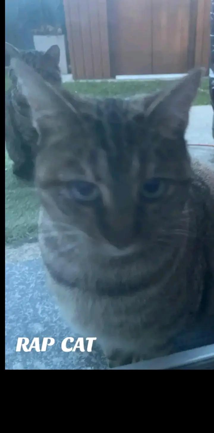 @RAP CAT