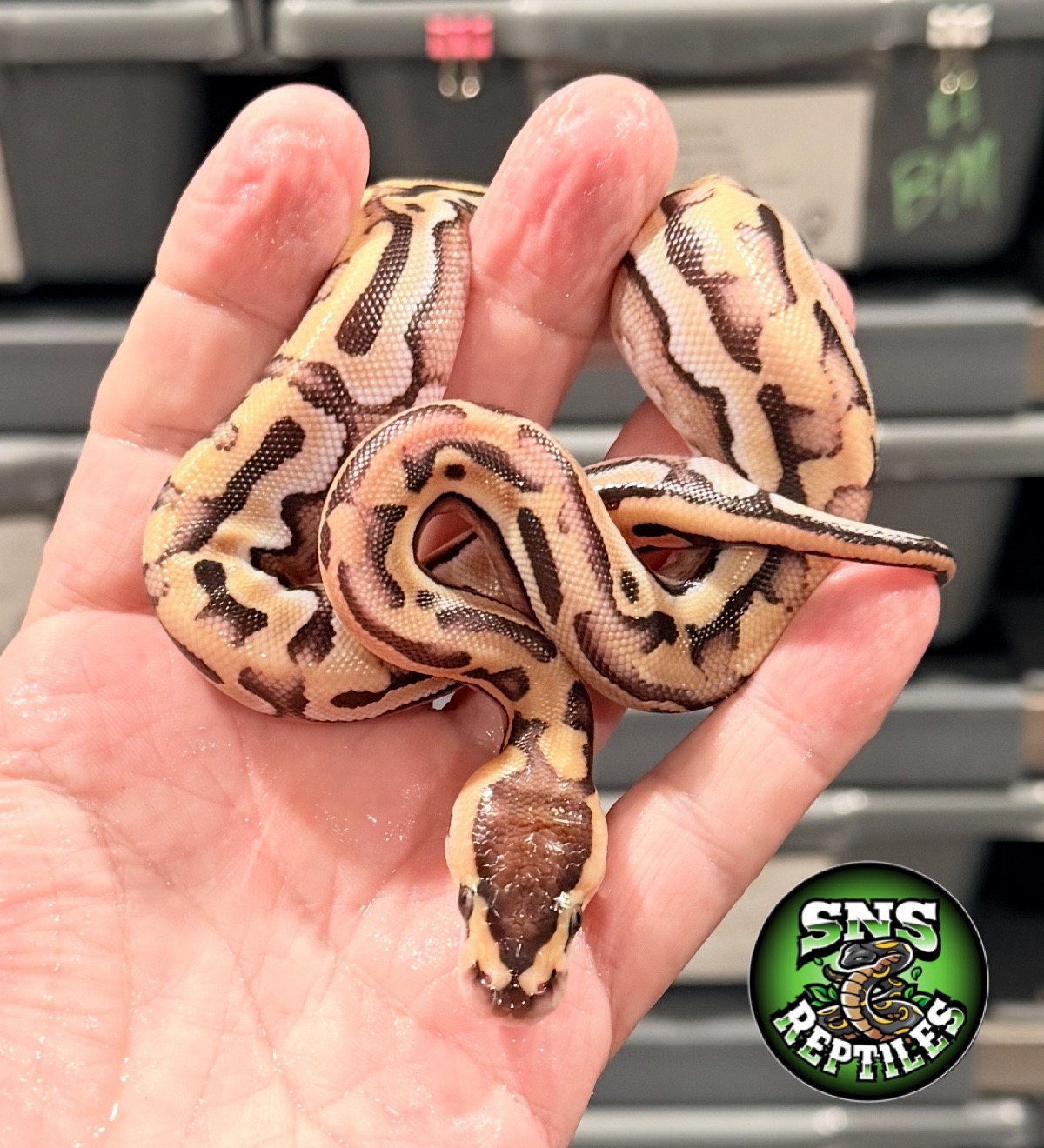 @SNS Reptiles