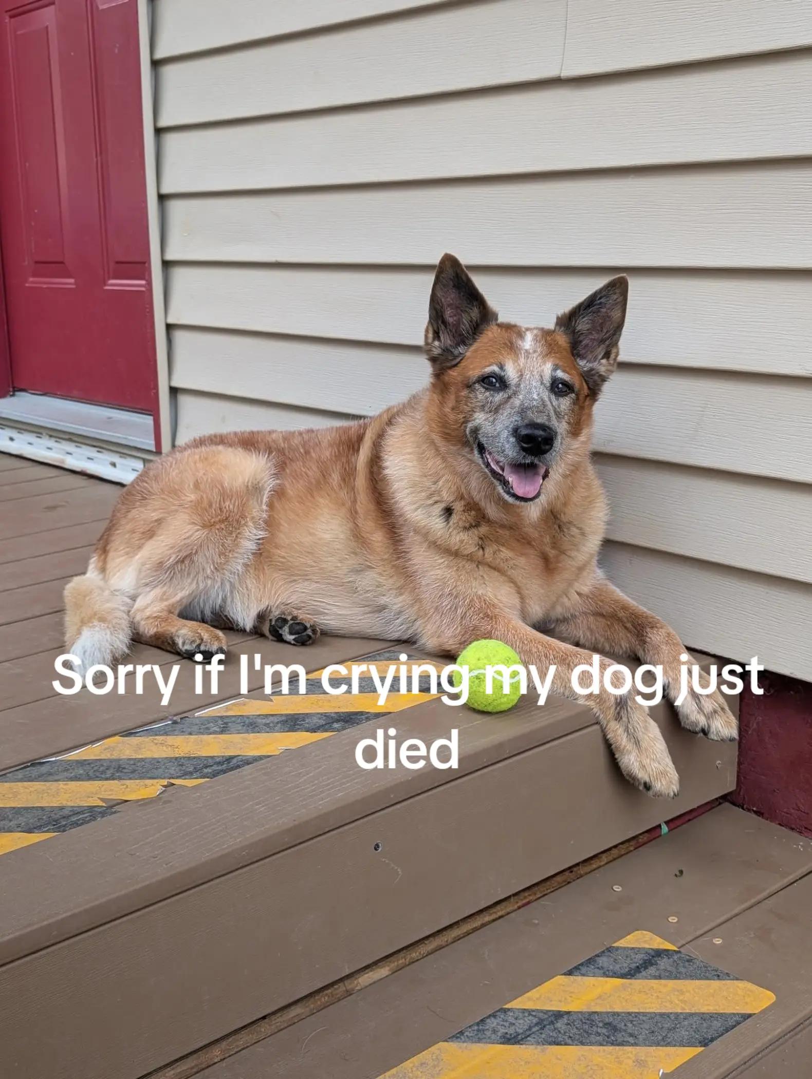 @Rachel Pippard