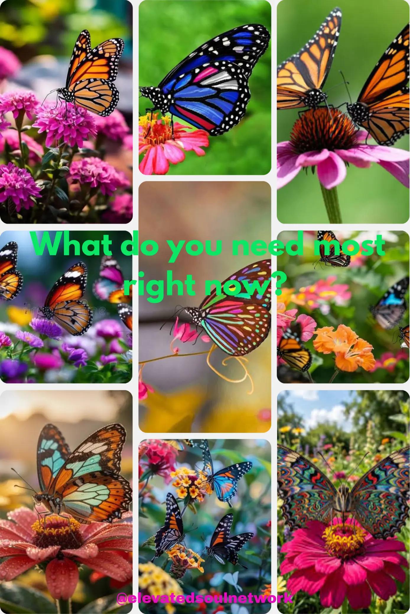 @Elevated Soul Network