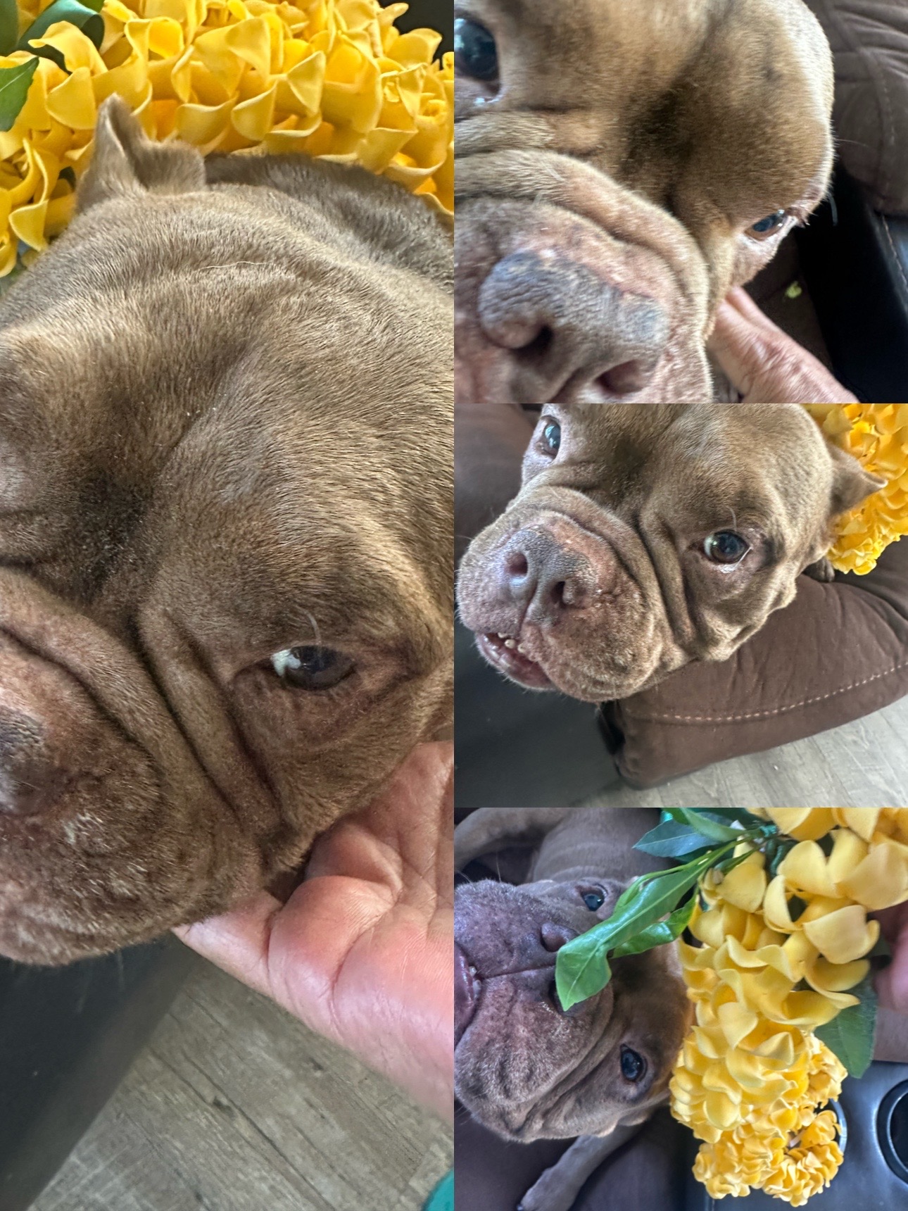 @Dog🐶Mama🐶Grandma