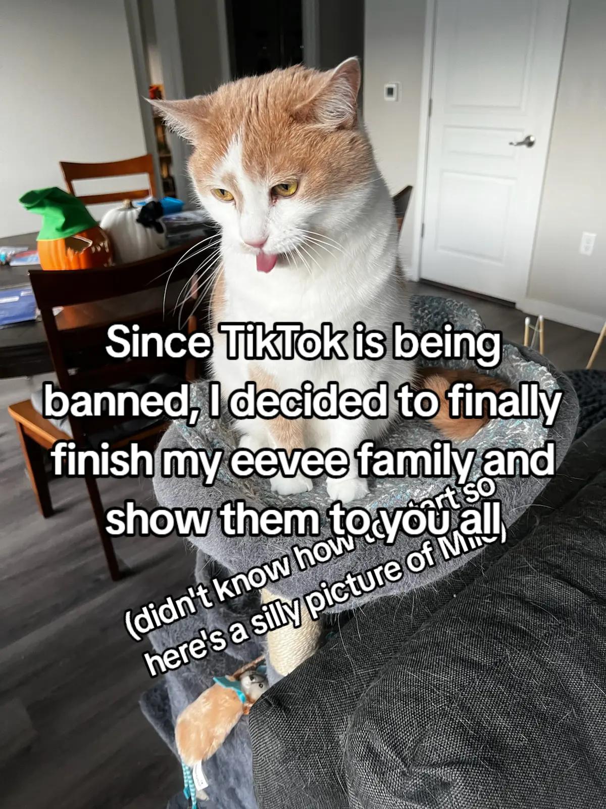 @ArcherOwl