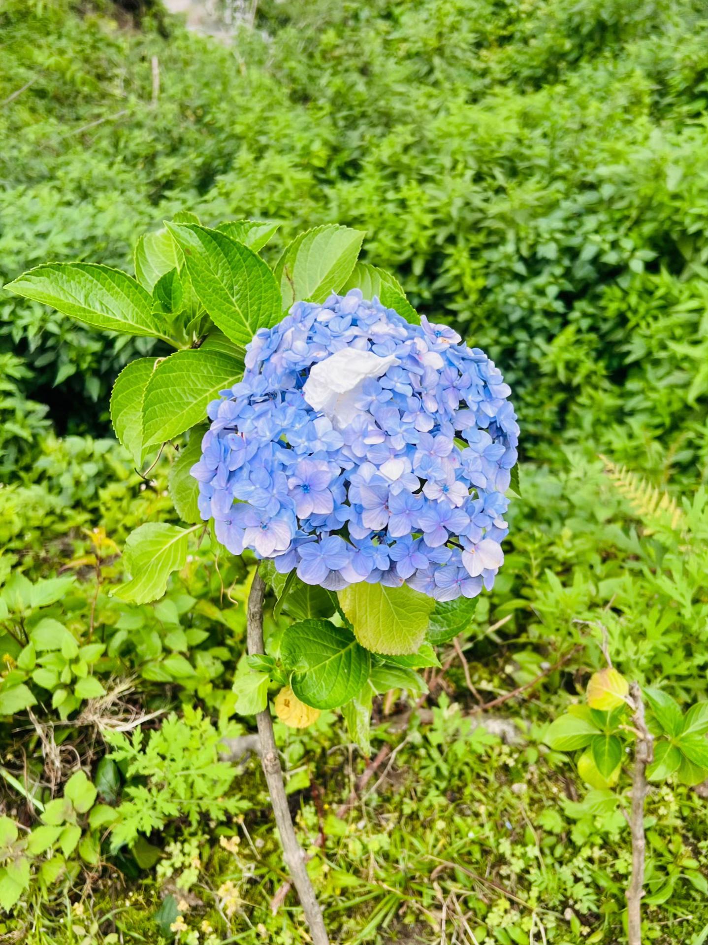 @&szlig;ishnu