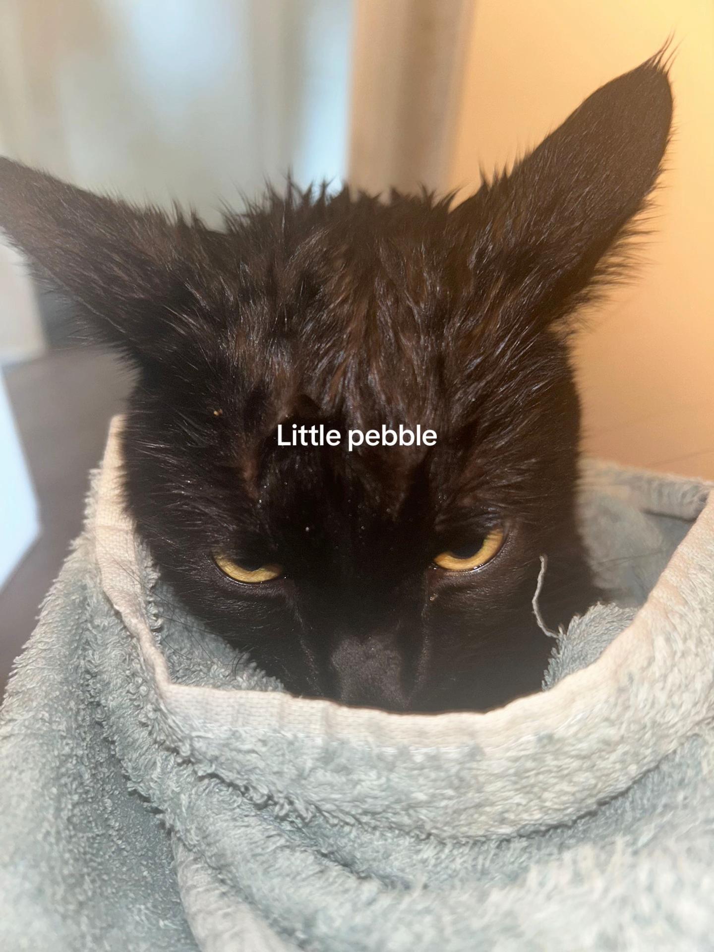 @Donett 🦇