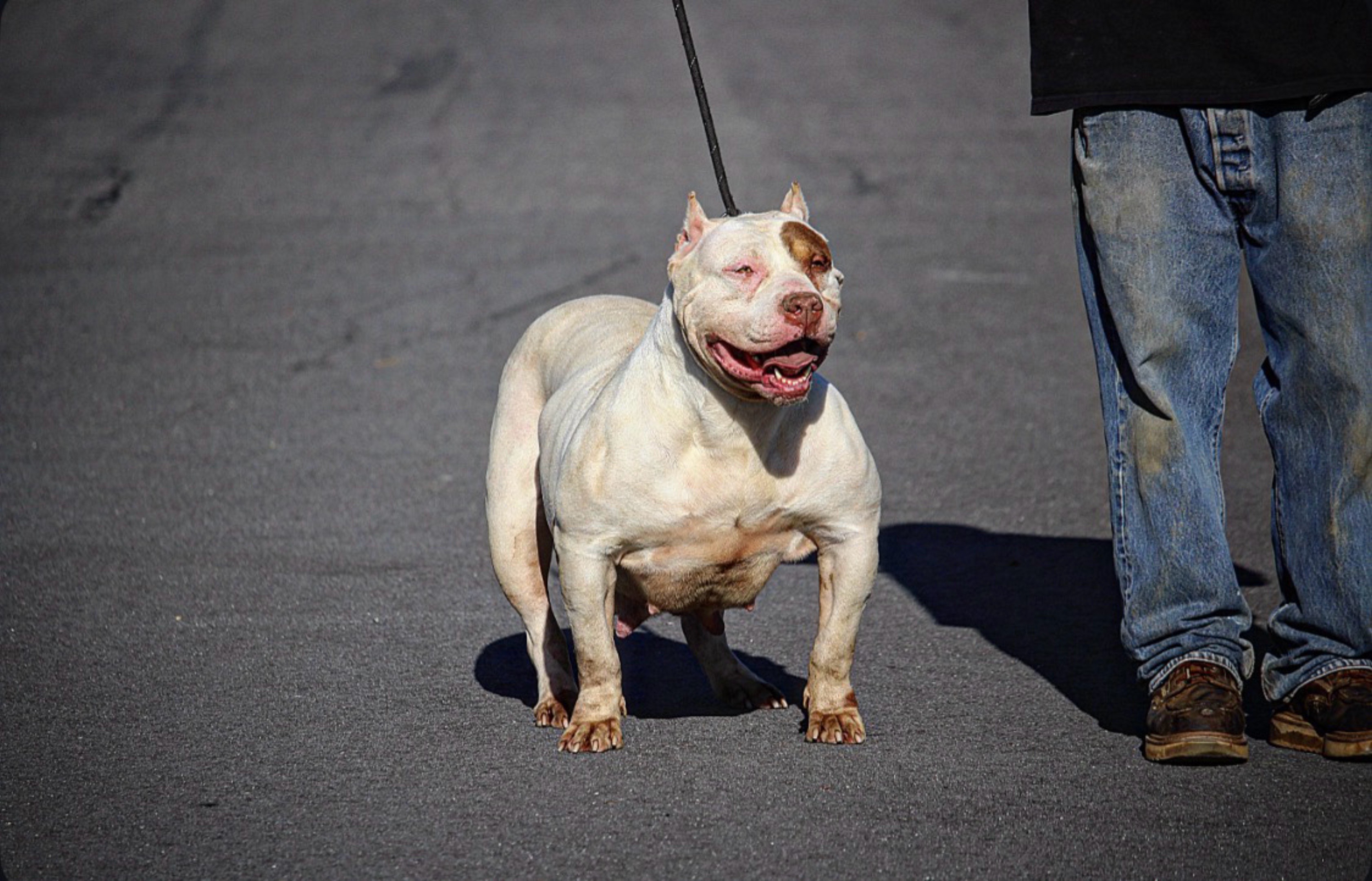@@Dublinekennels