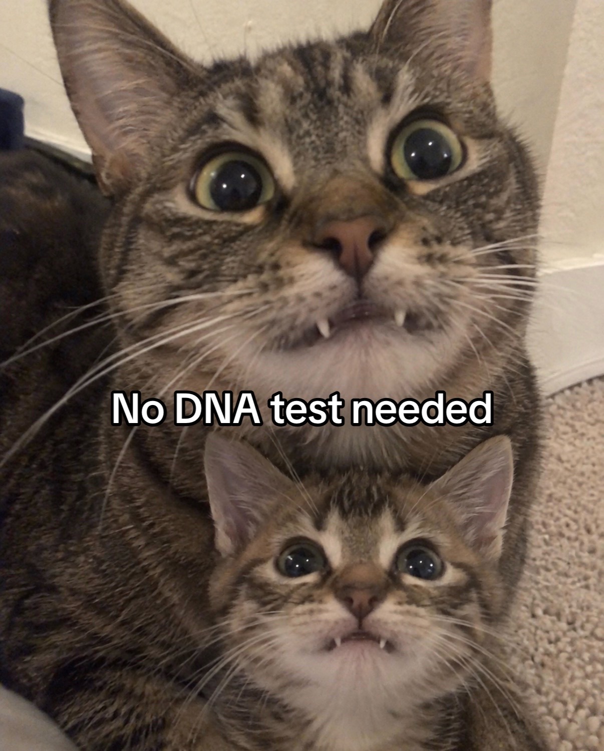 @cat memes