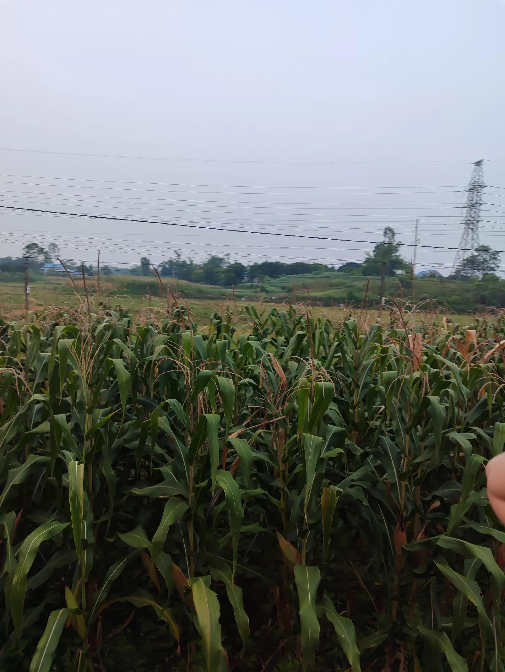 @Lộc Điền
