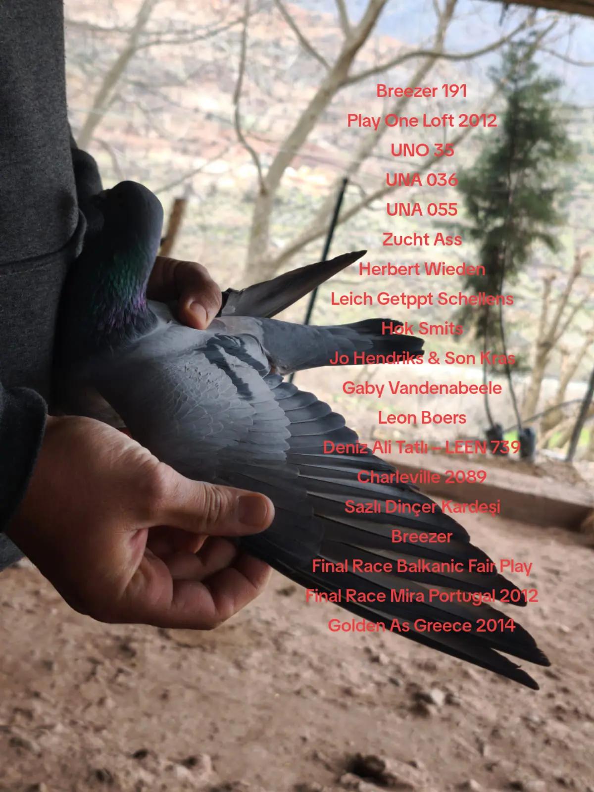 @YARIŞ POSTASI