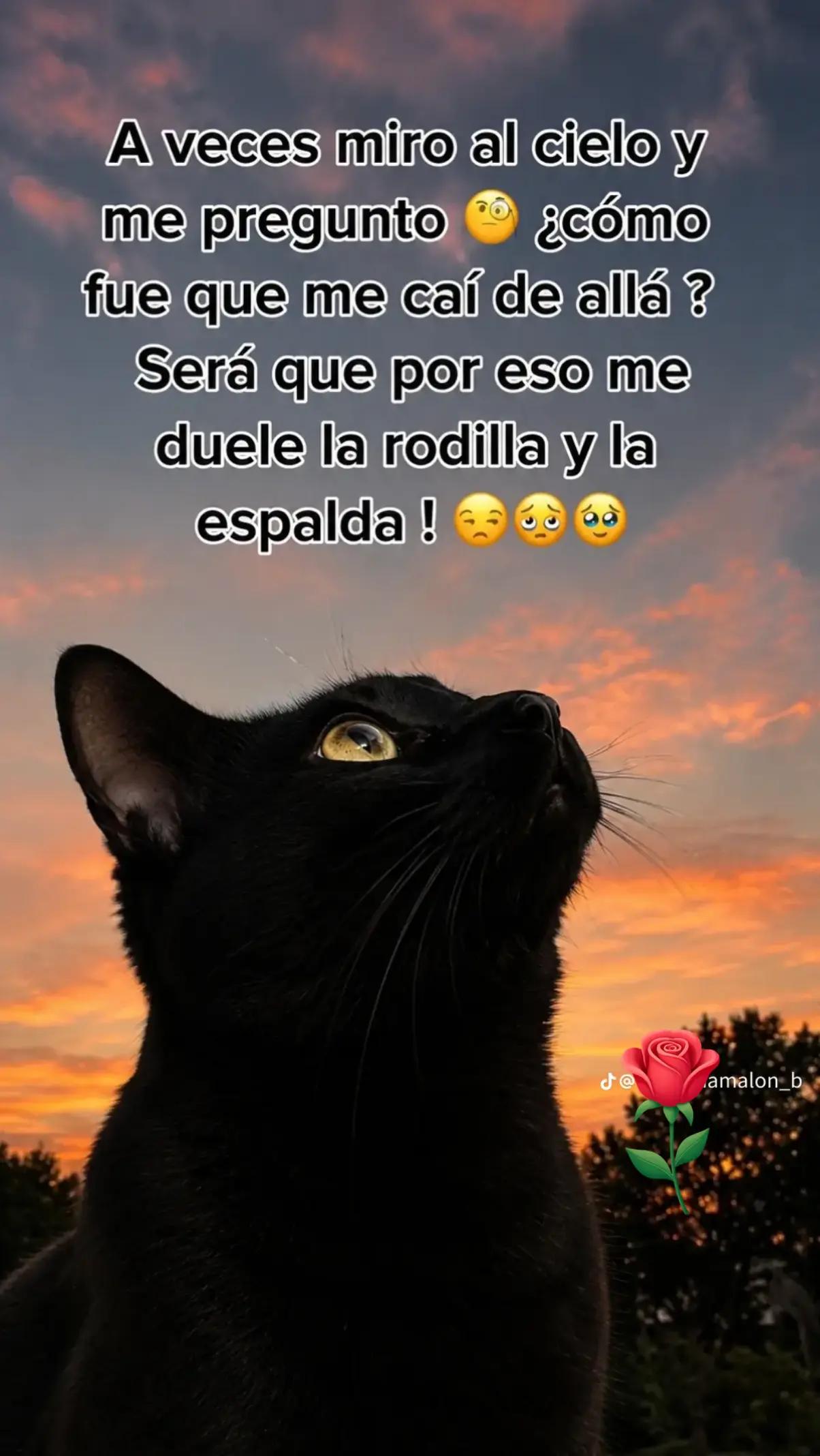 @rochy🌹🌹🌹