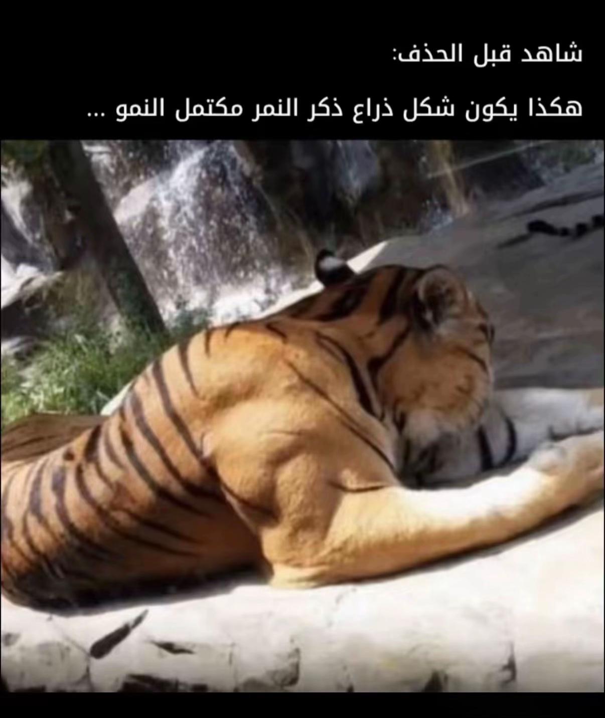 @abdallh_saber