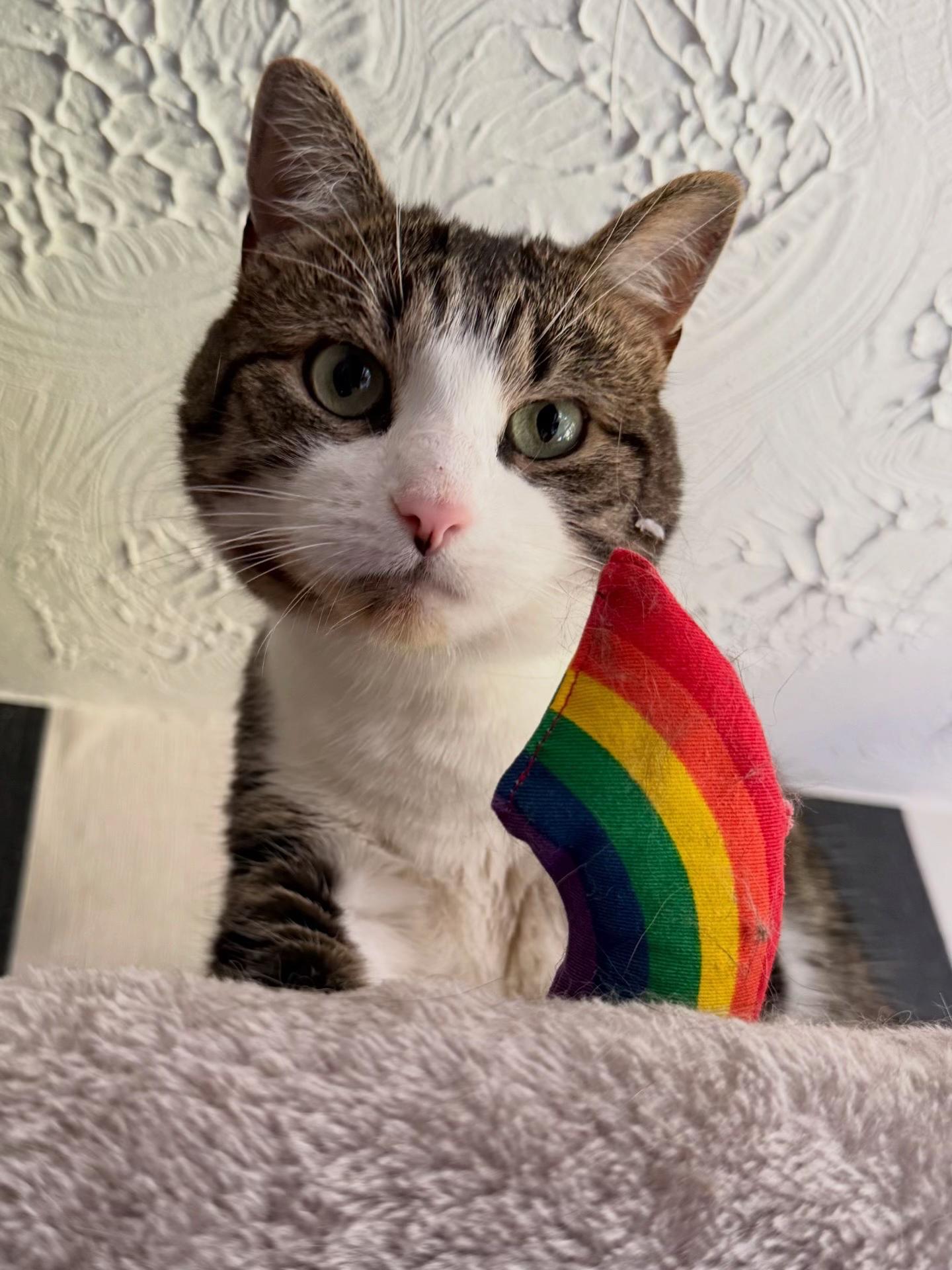 @Teefie_tribe 🐈⬛🐈⬛🐈🦷🦷