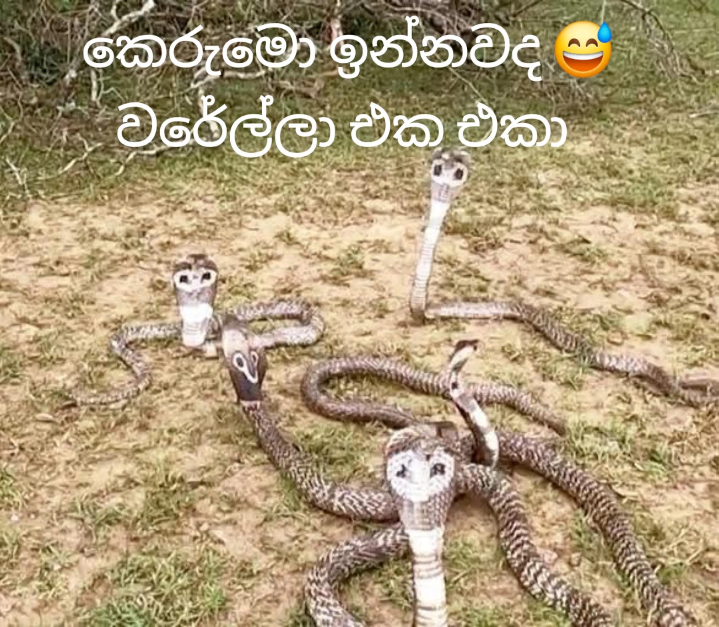 @🇱🇰꧁꧂මාලිඇතුගල්පුර🙏᭄𝄡ᬊᬁ🇴🇲