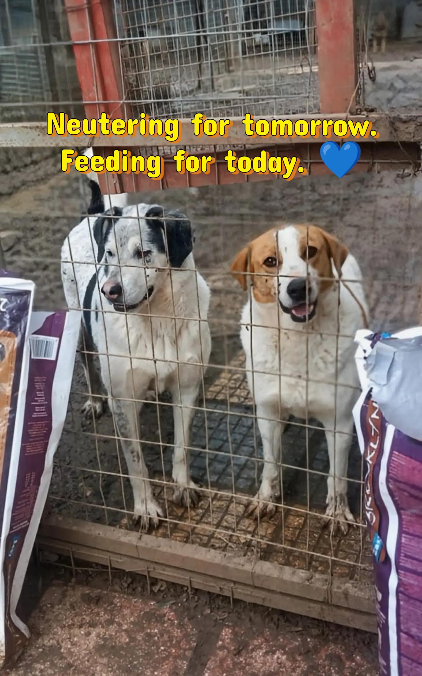@Greek Animal Rescue