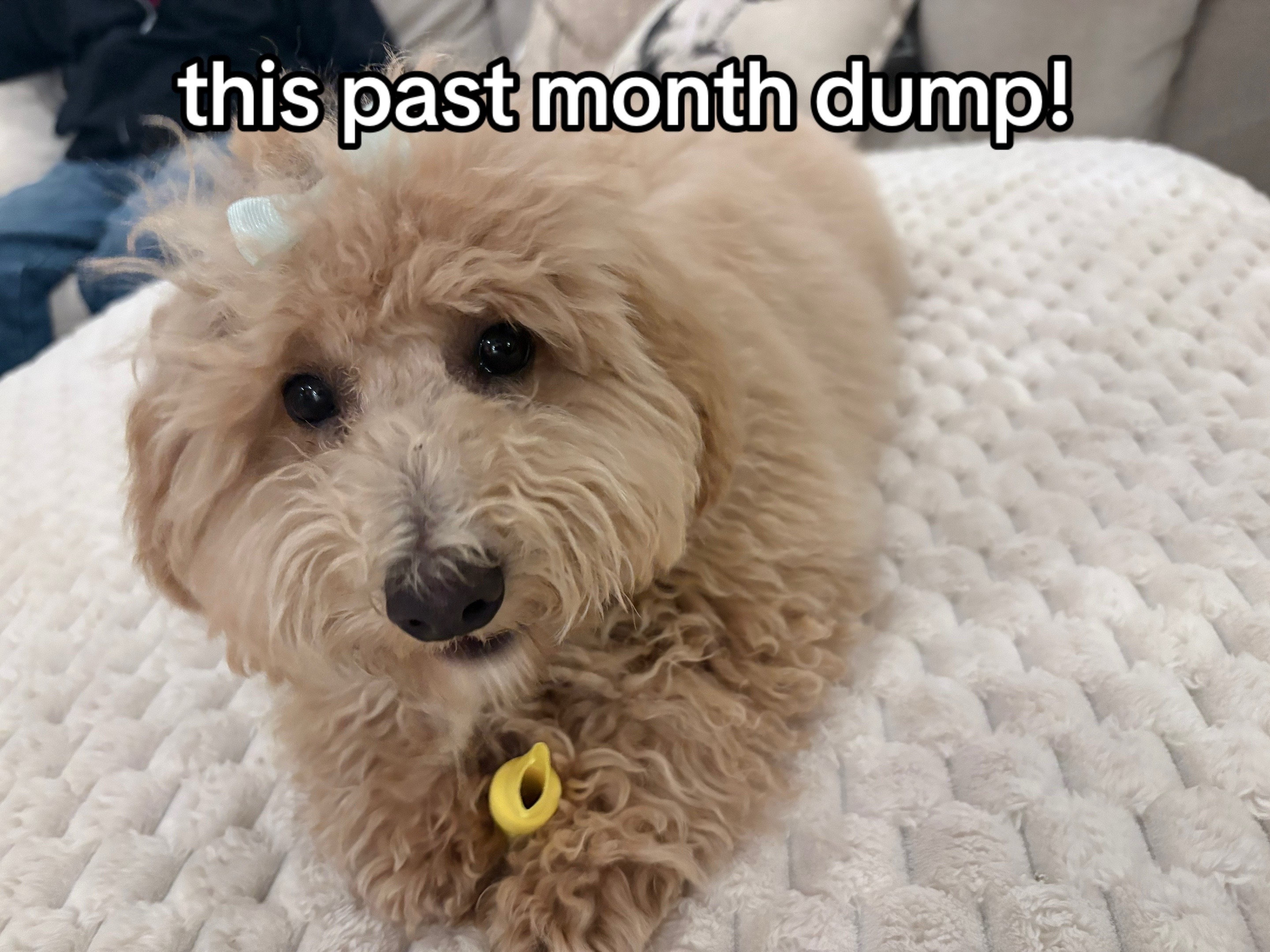 @suki 🐾