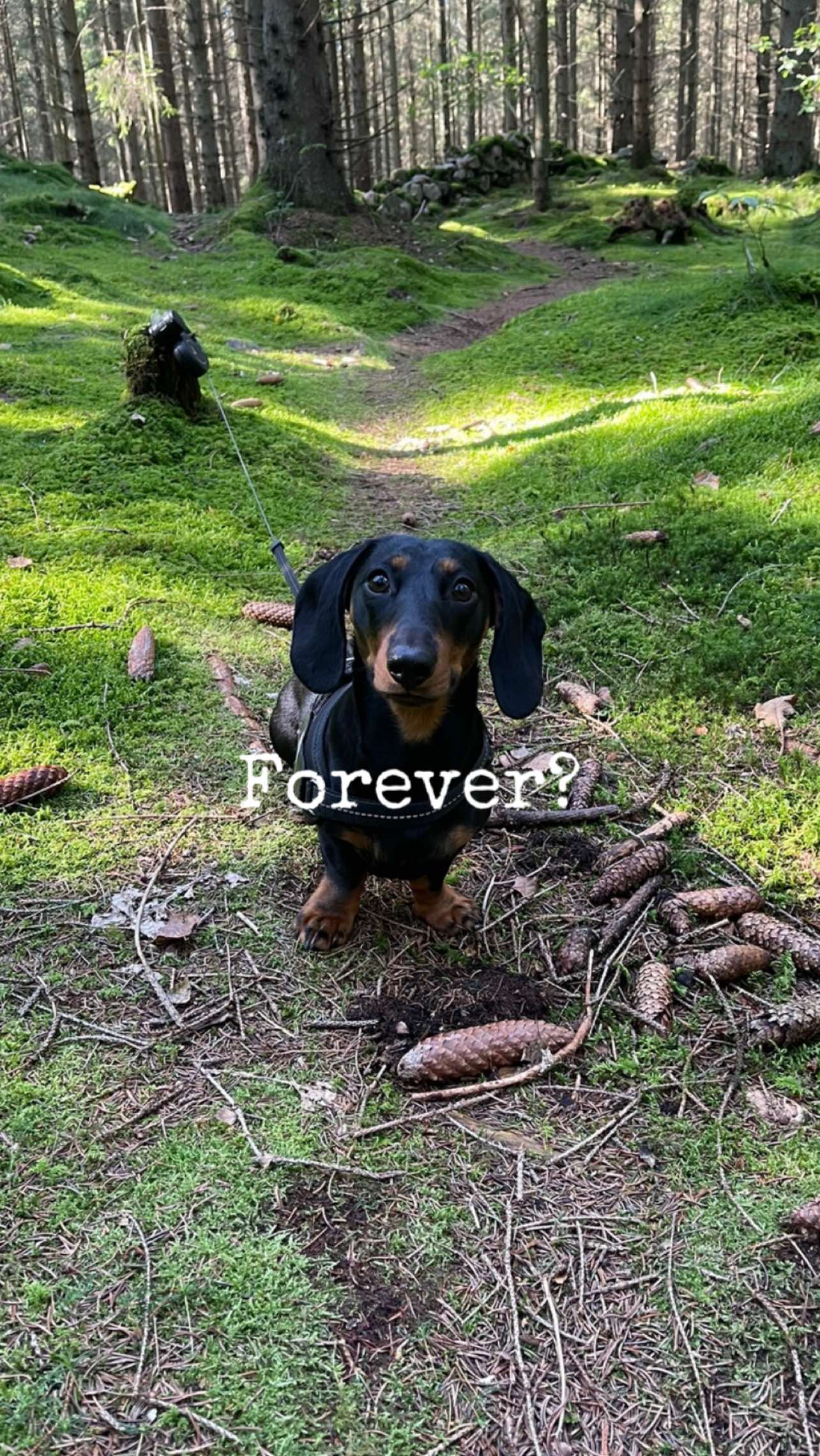@Nils The Mini Dachshund     🌭
