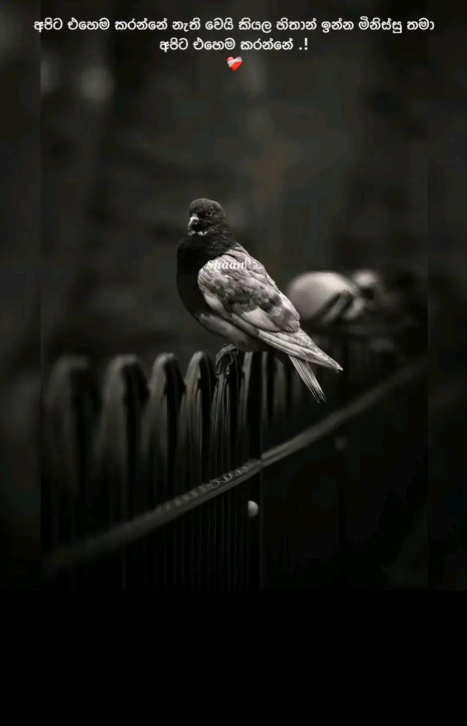 @🥀ɴɪꜱʜᴀ ᴏꜰꜰɪᴄɪᴀʟ ᴀᴄᴄᴏᴜɴᴛ 🥀