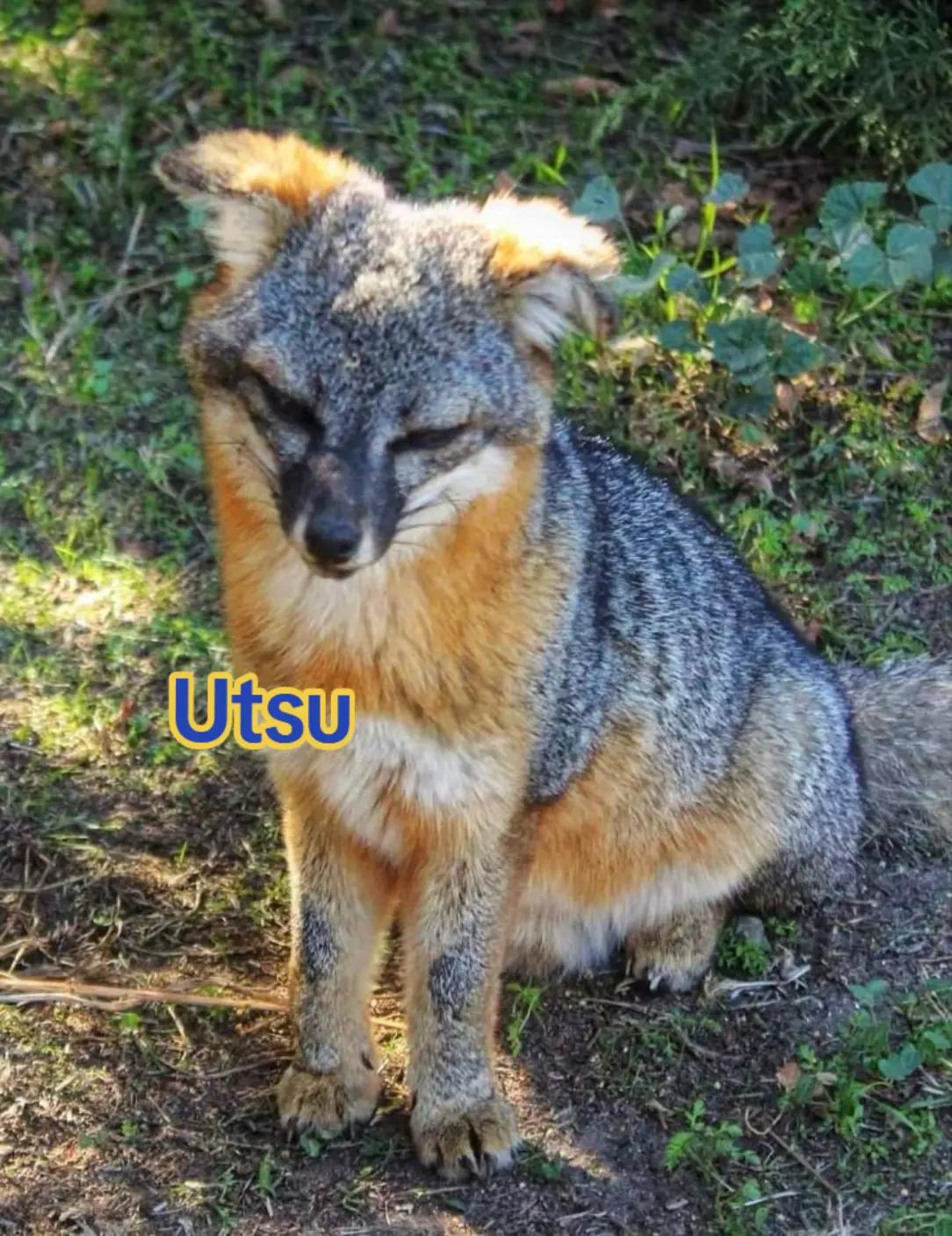 @ErismarKitsune 🦊🌑/🩵🩸