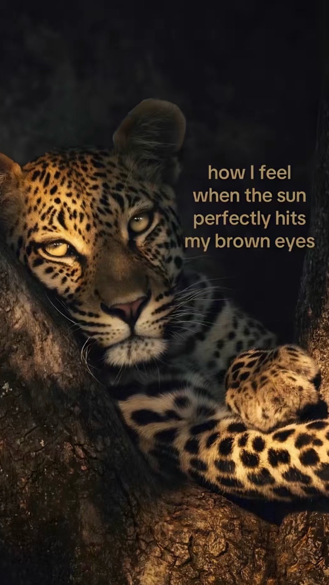 @AVA