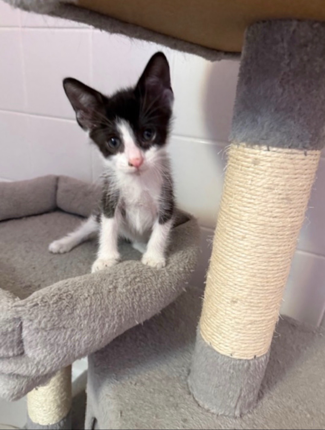 @Fancy Cats Rescue Team