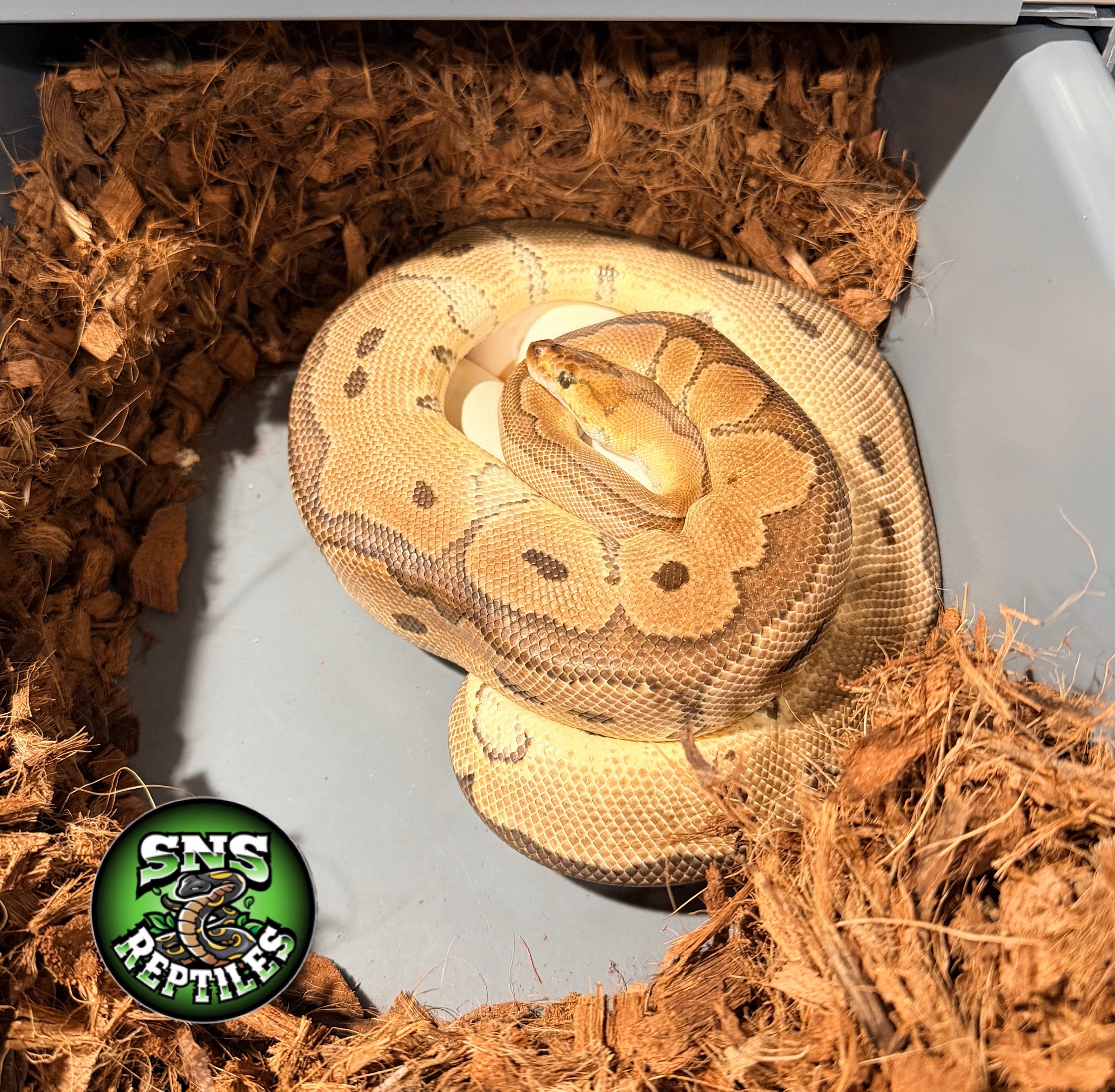 @SNS Reptiles