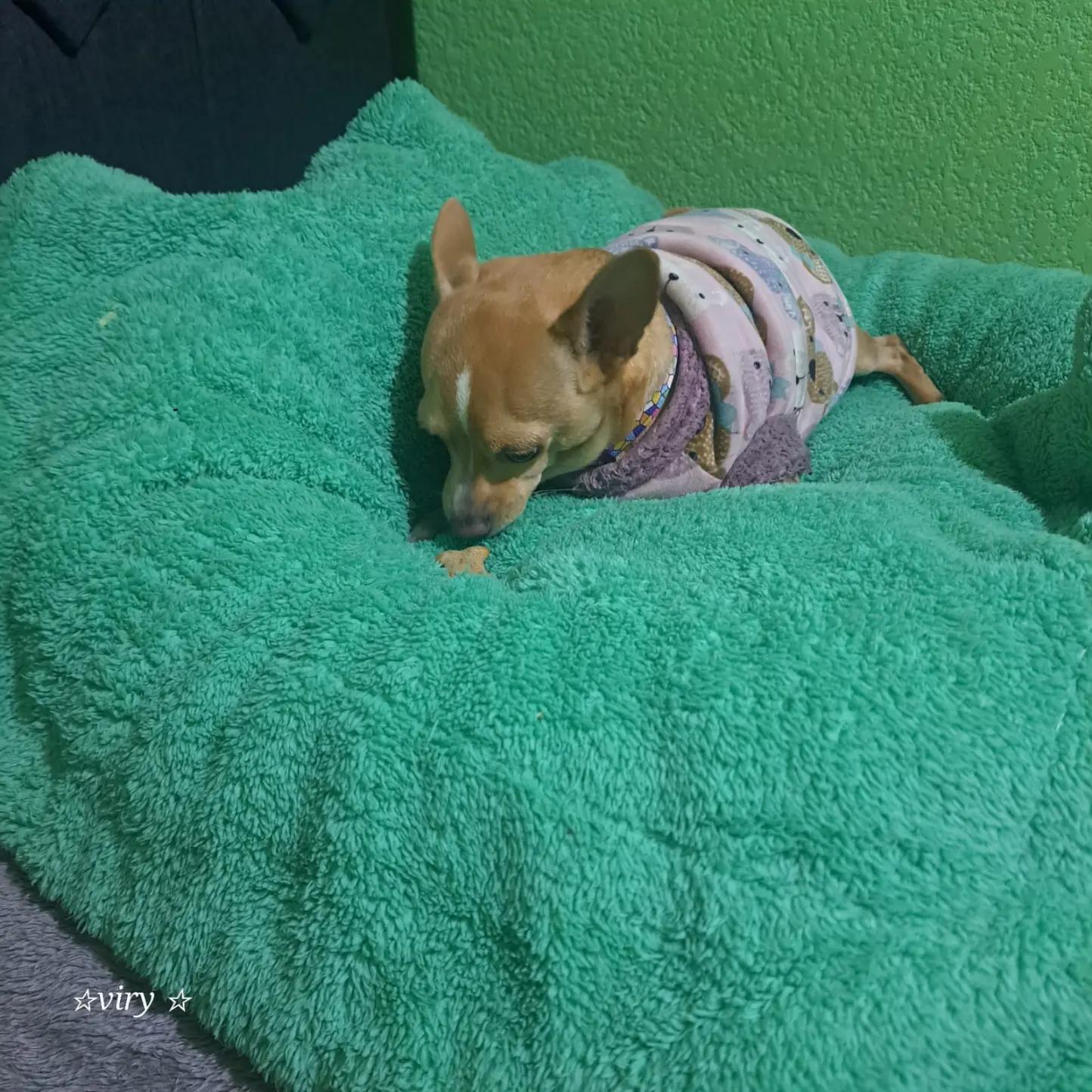 @lasuperchule