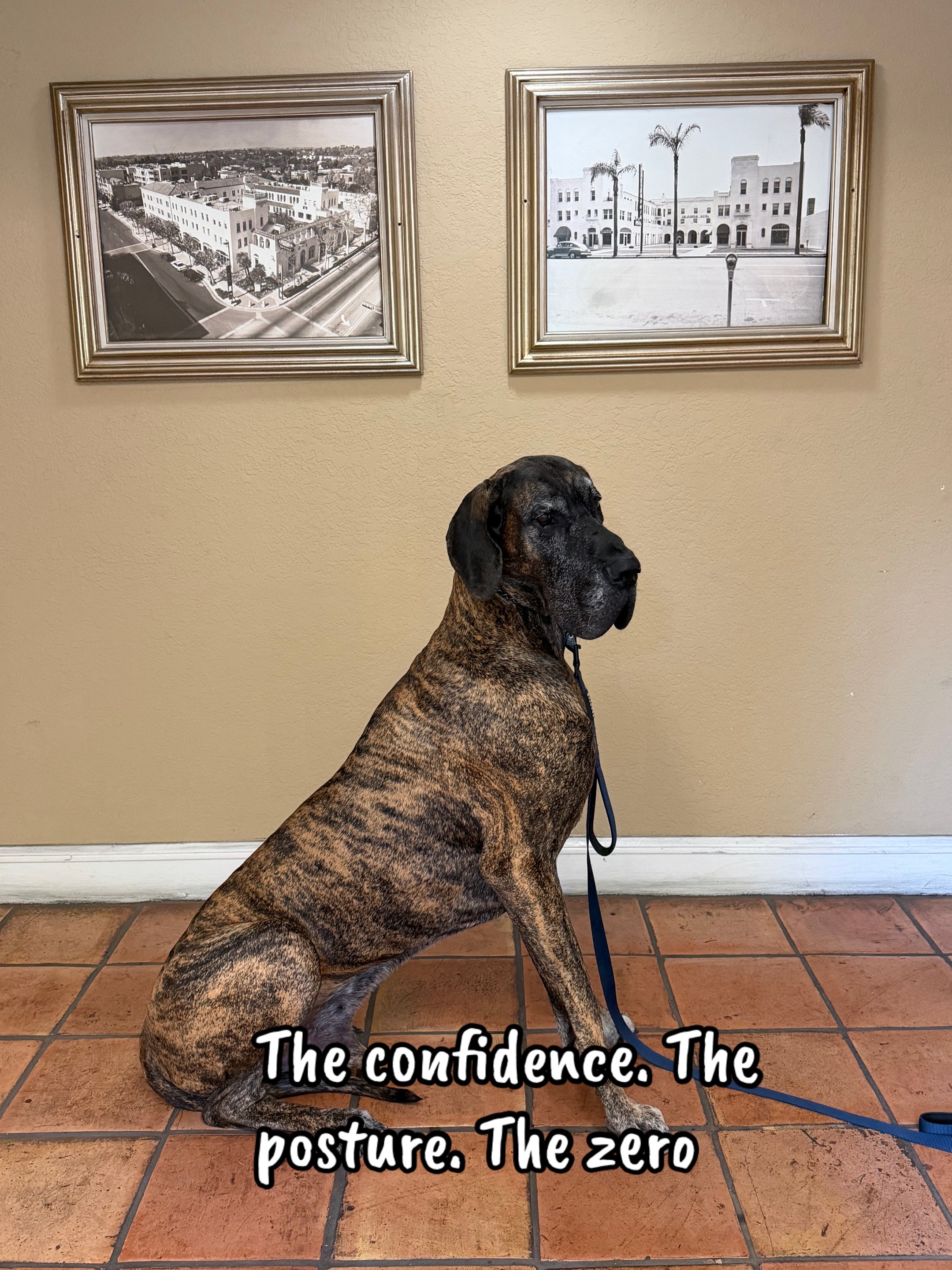 @Anders Bees Knees Great Dane