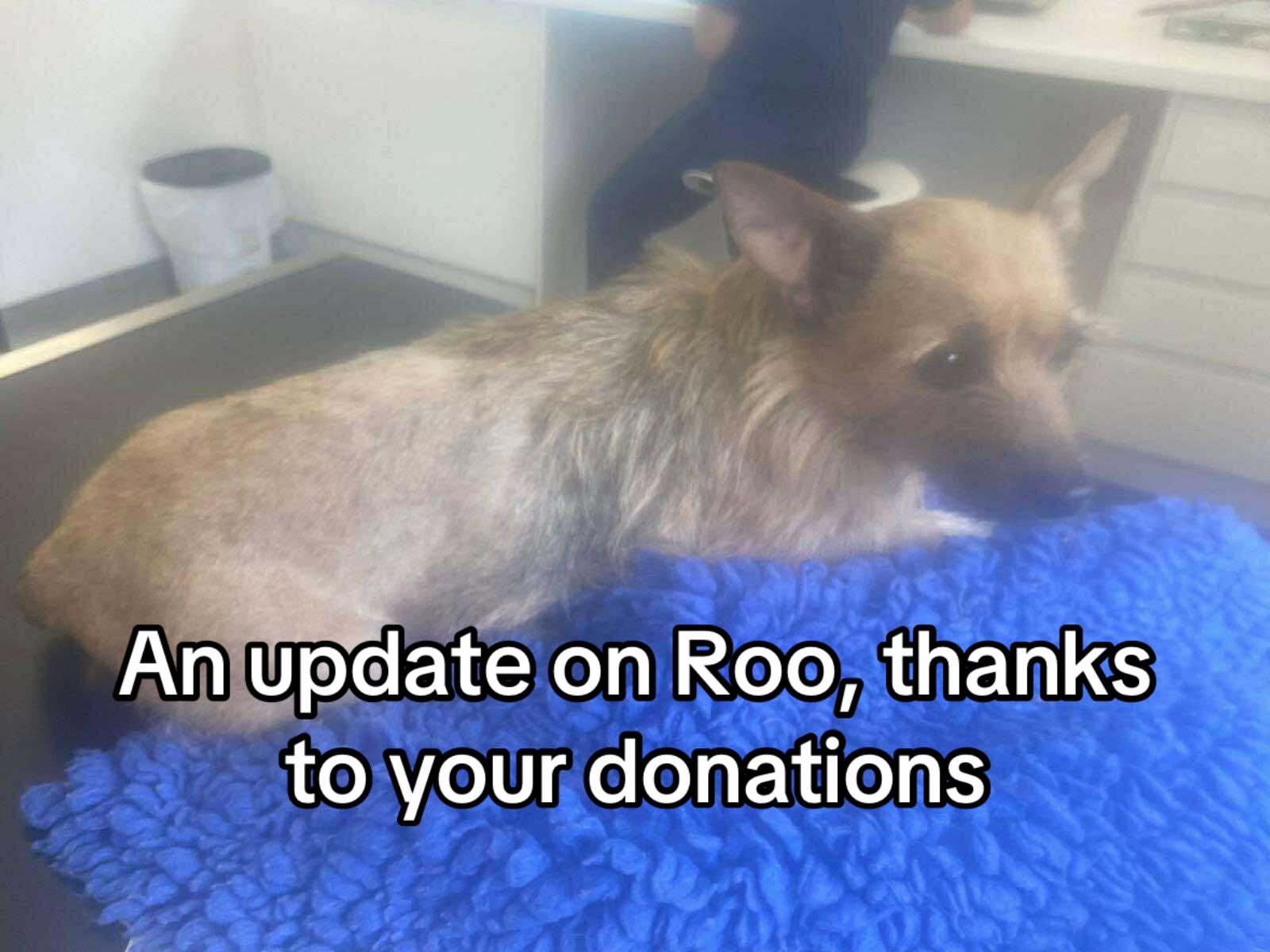 @Homeless hounds