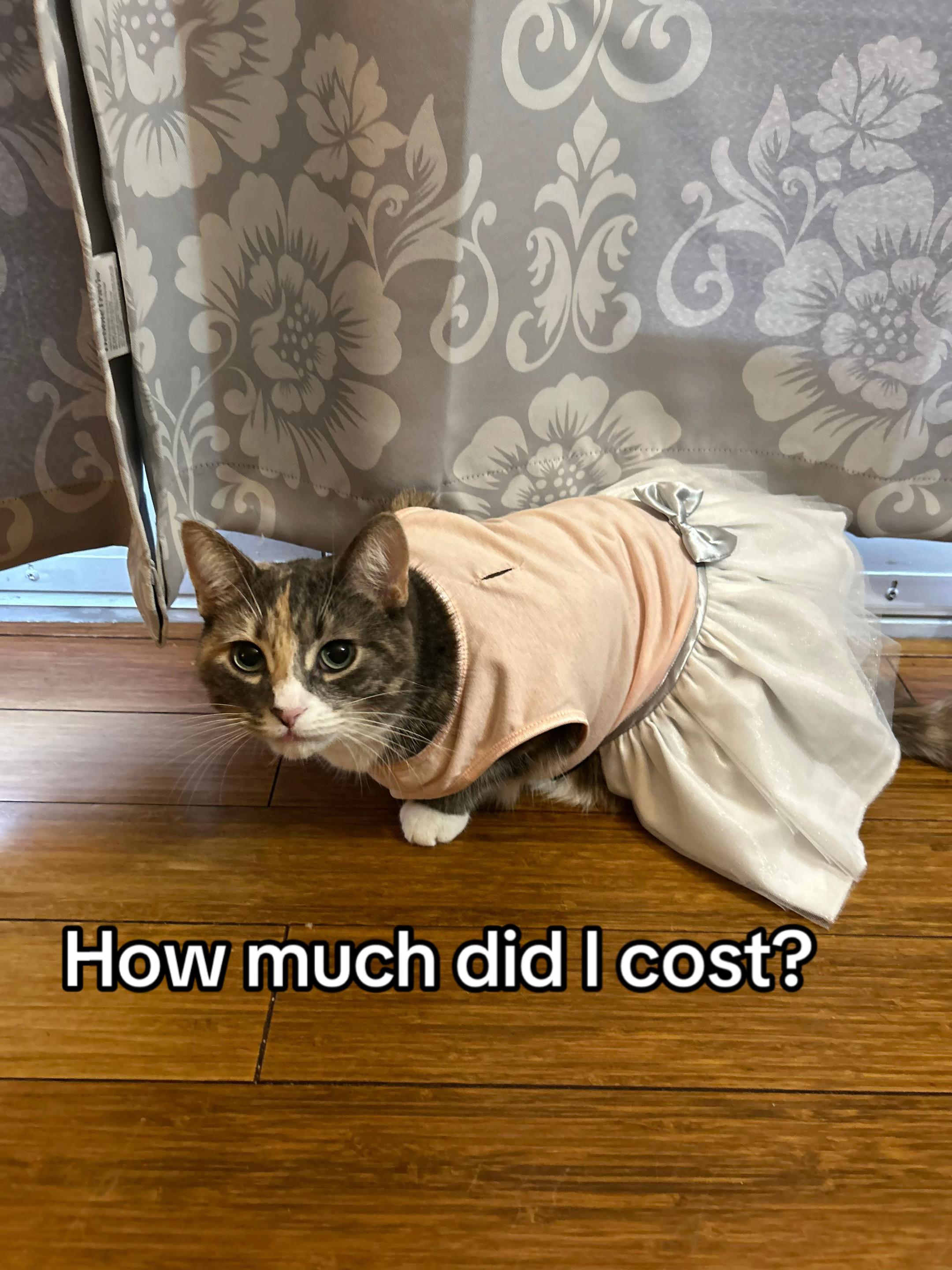 @Jane, Leo, Couture