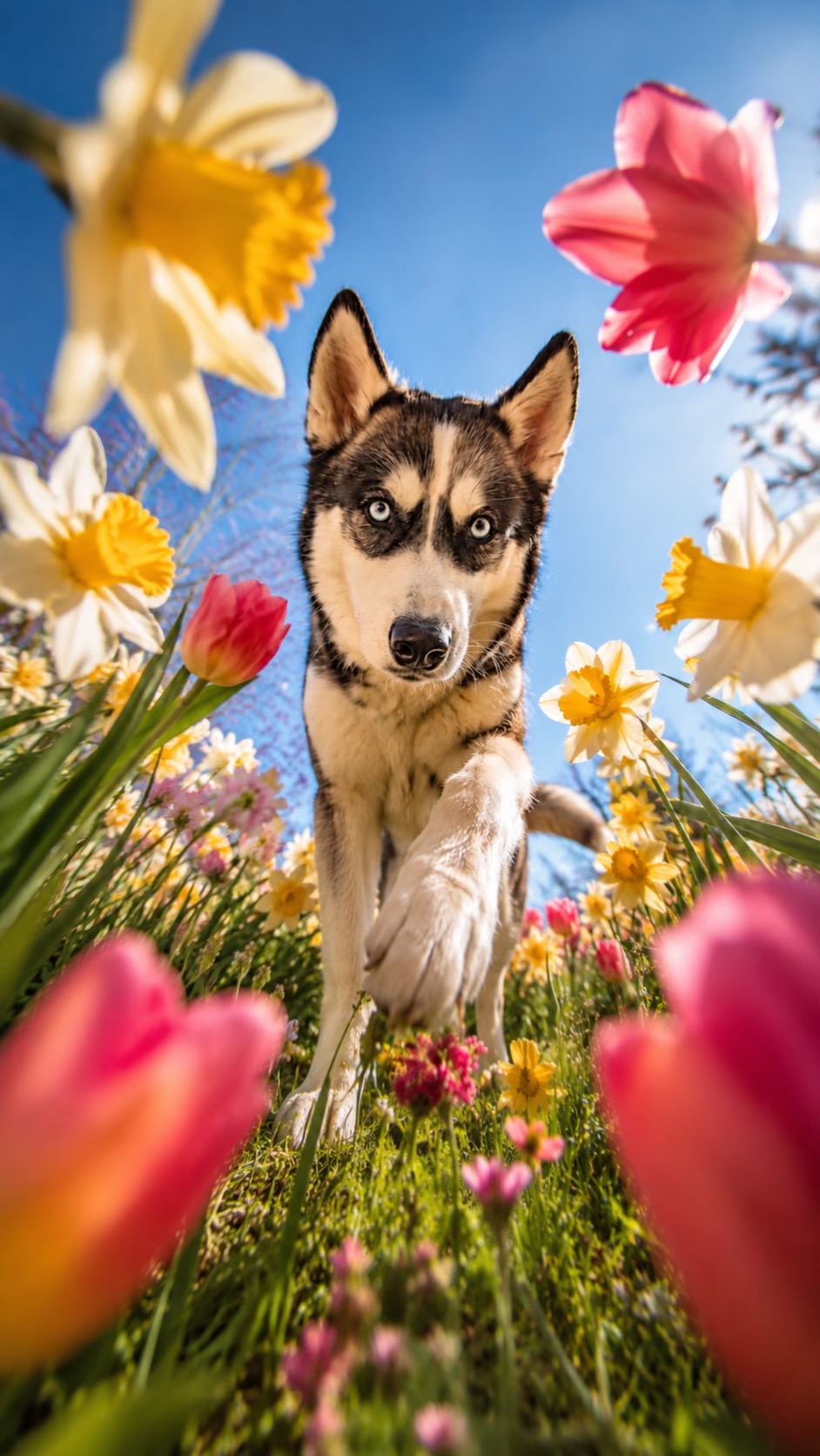 @HuskyShow