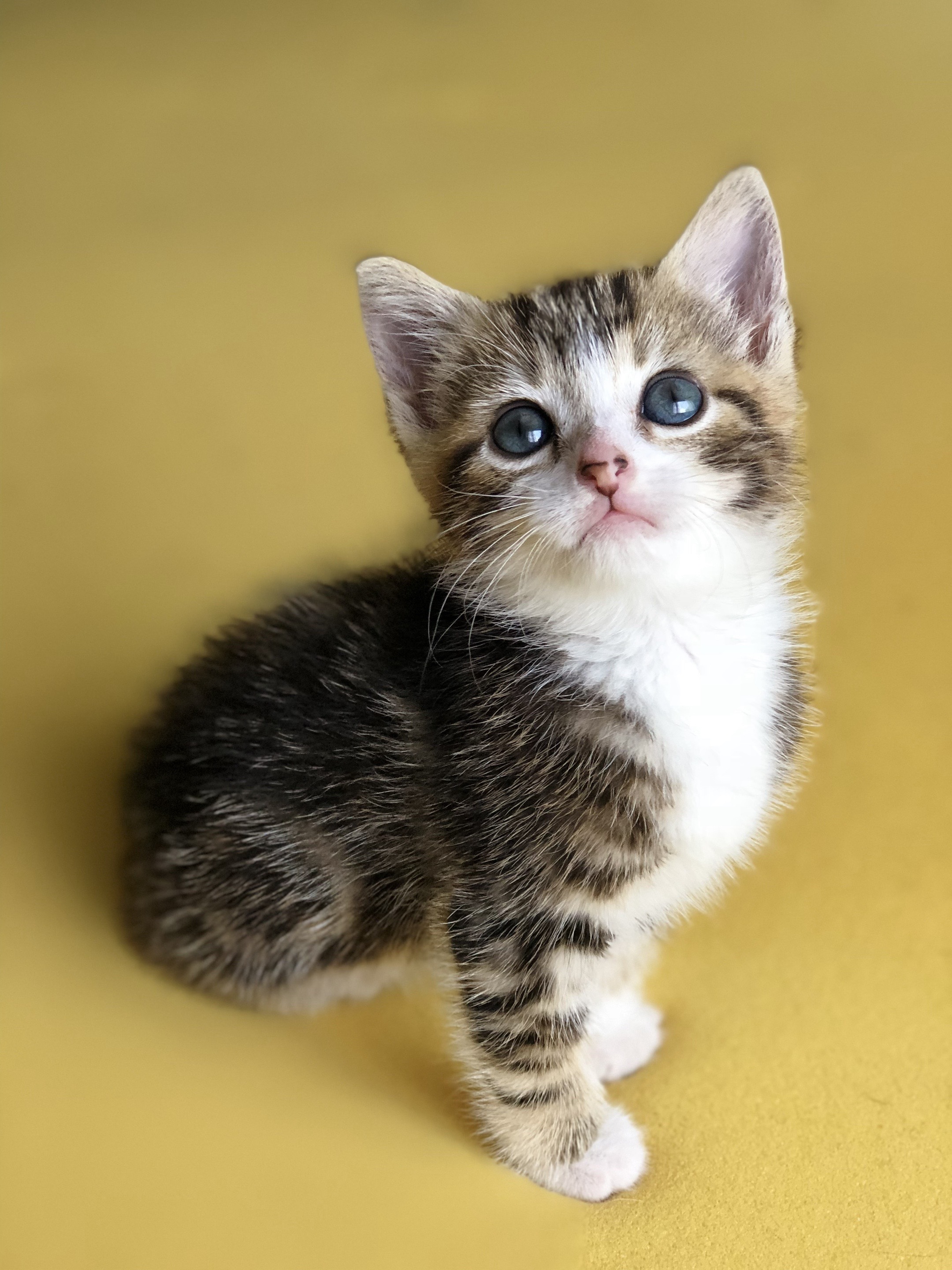 @KittyFam