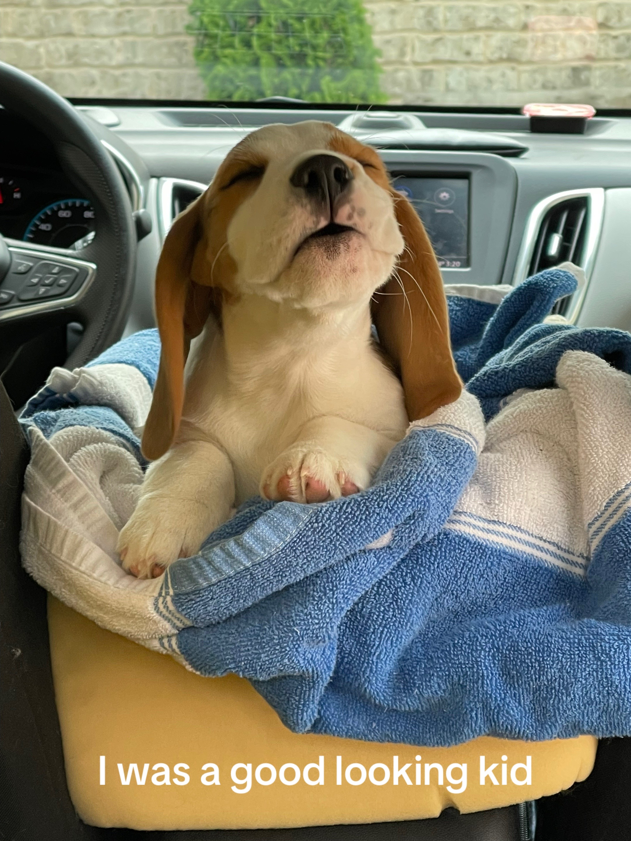@Bogey the Beagle
