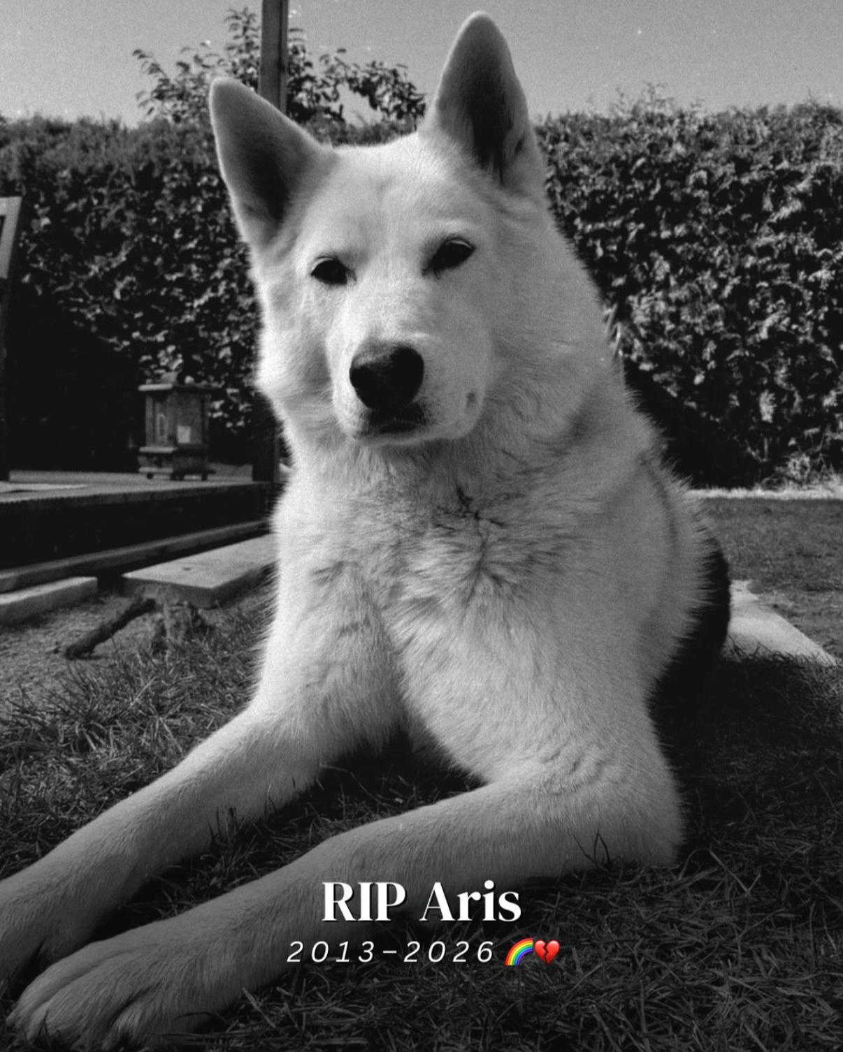 @SpecialDogs e.V.