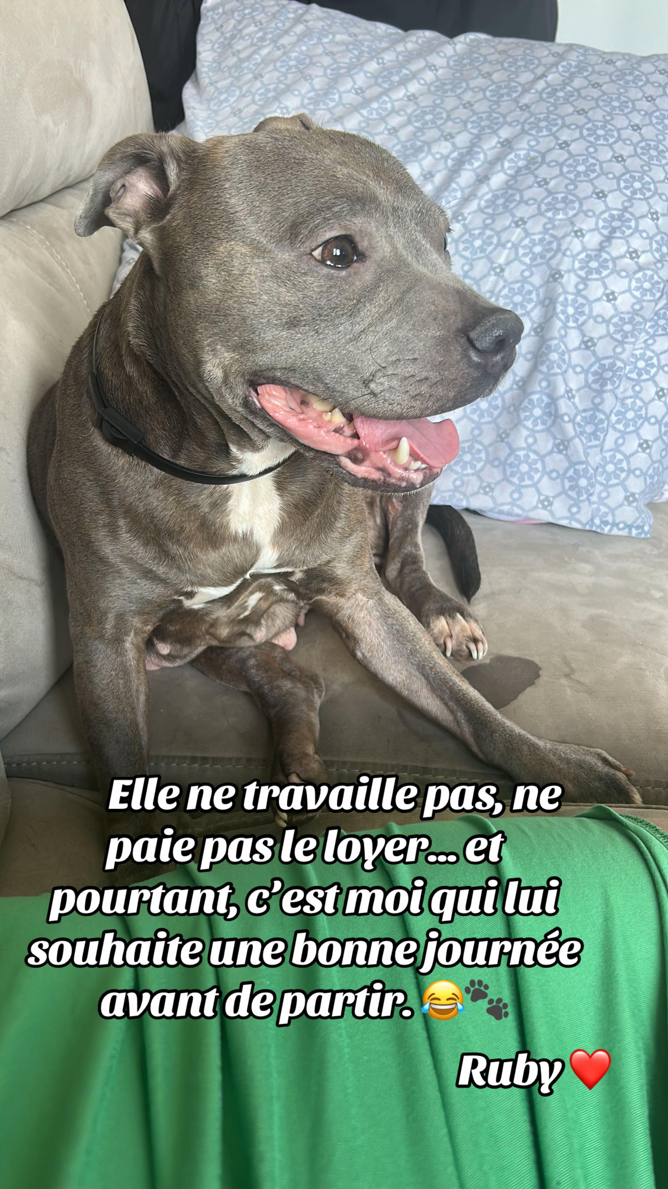 @rubylove_staffie94