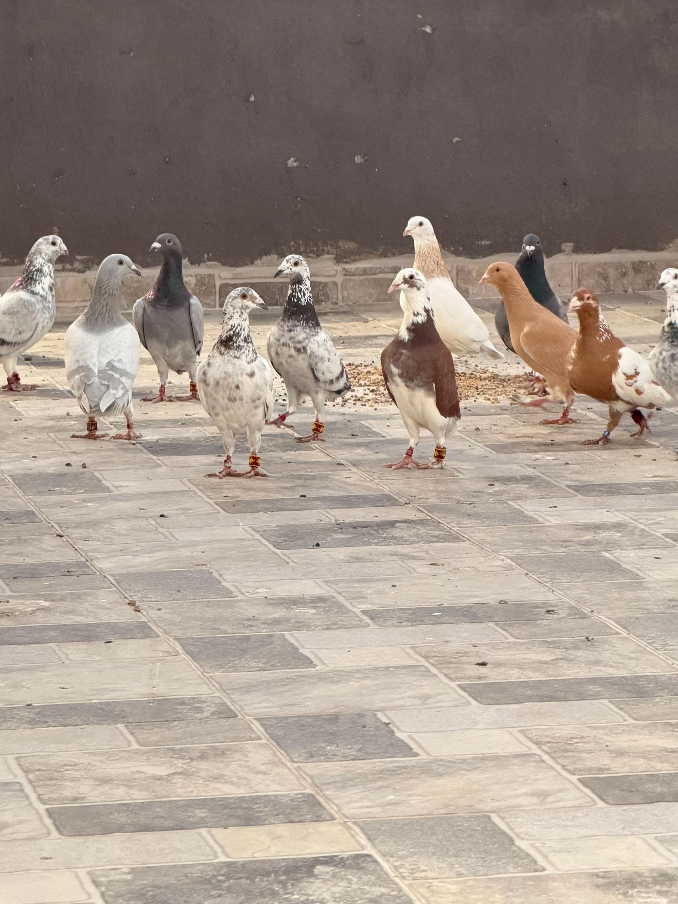 @Mustafa Korkutan